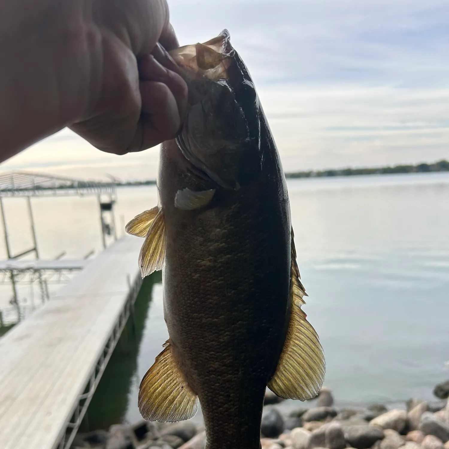 Smallmouth bass caught on Fishbrain