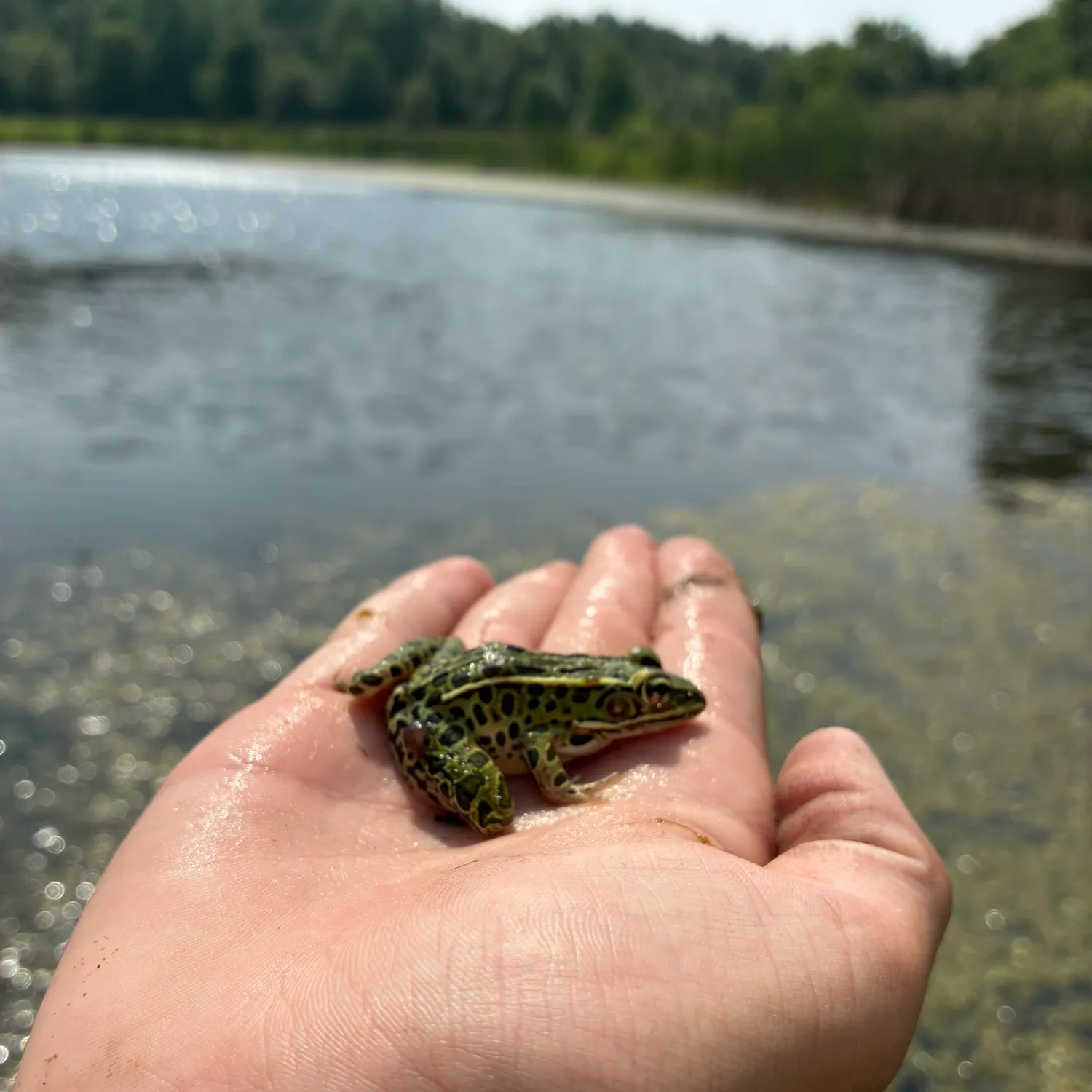 The most recent Northern leopard frog catches on Fishbrain