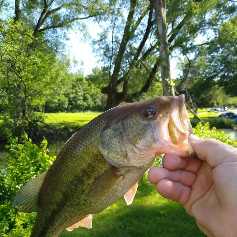 angler catch