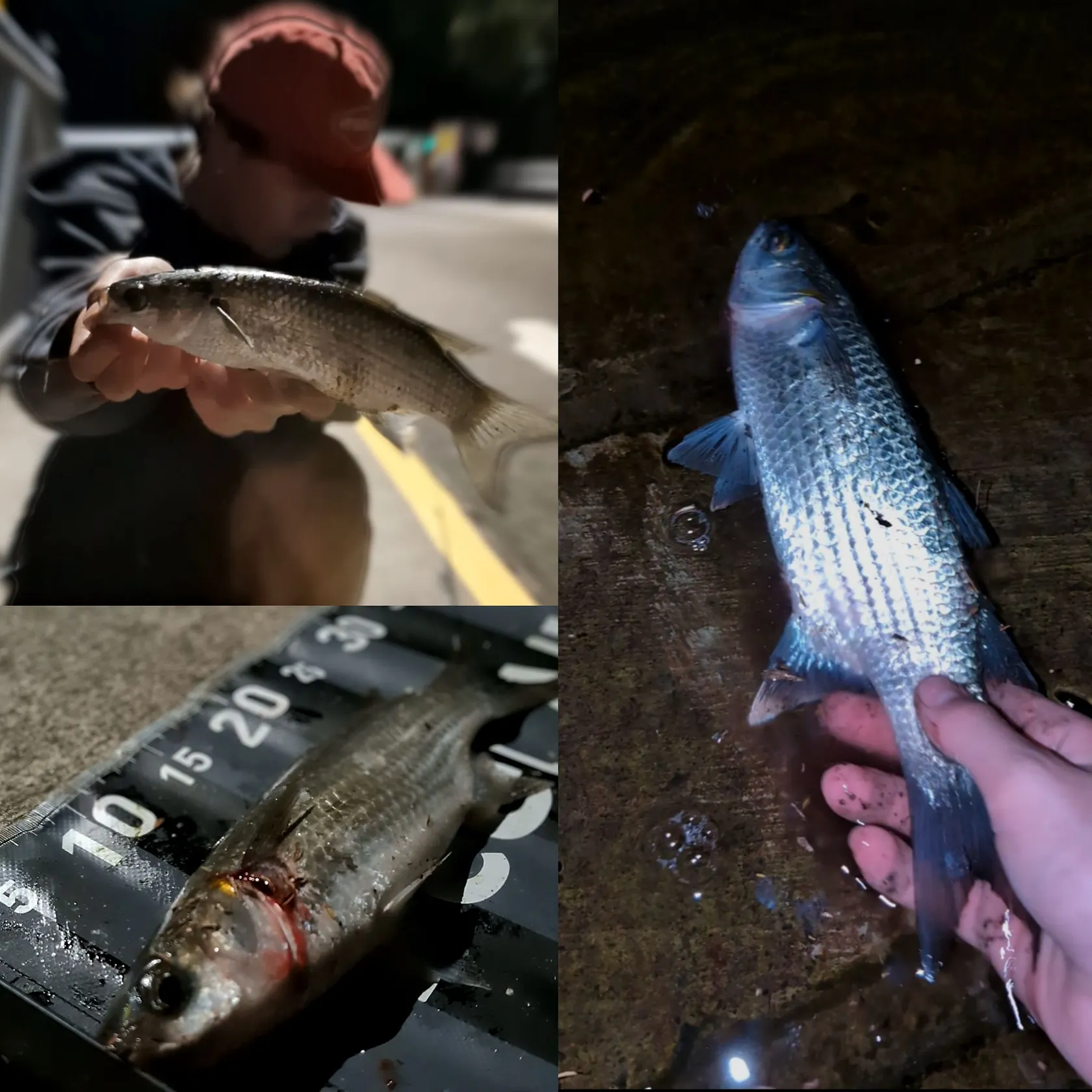 Striped mullet caught on Fishbrain