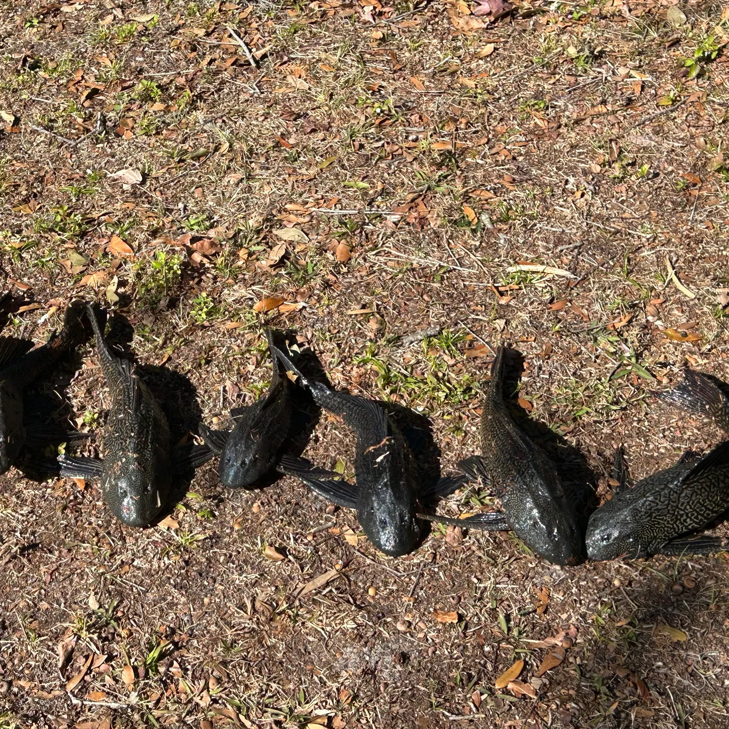 The most recent Suckermouth catfish catches on Fishbrain