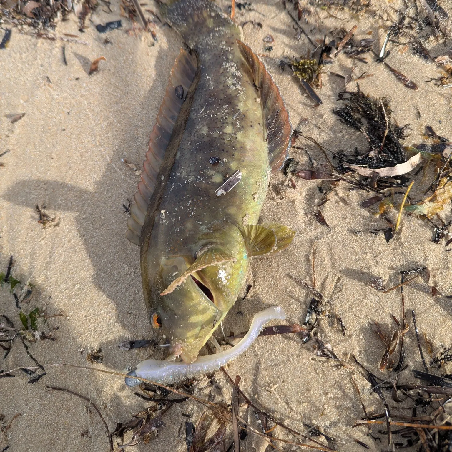 The most recent Brownspotted wrasse catches on Fishbrain