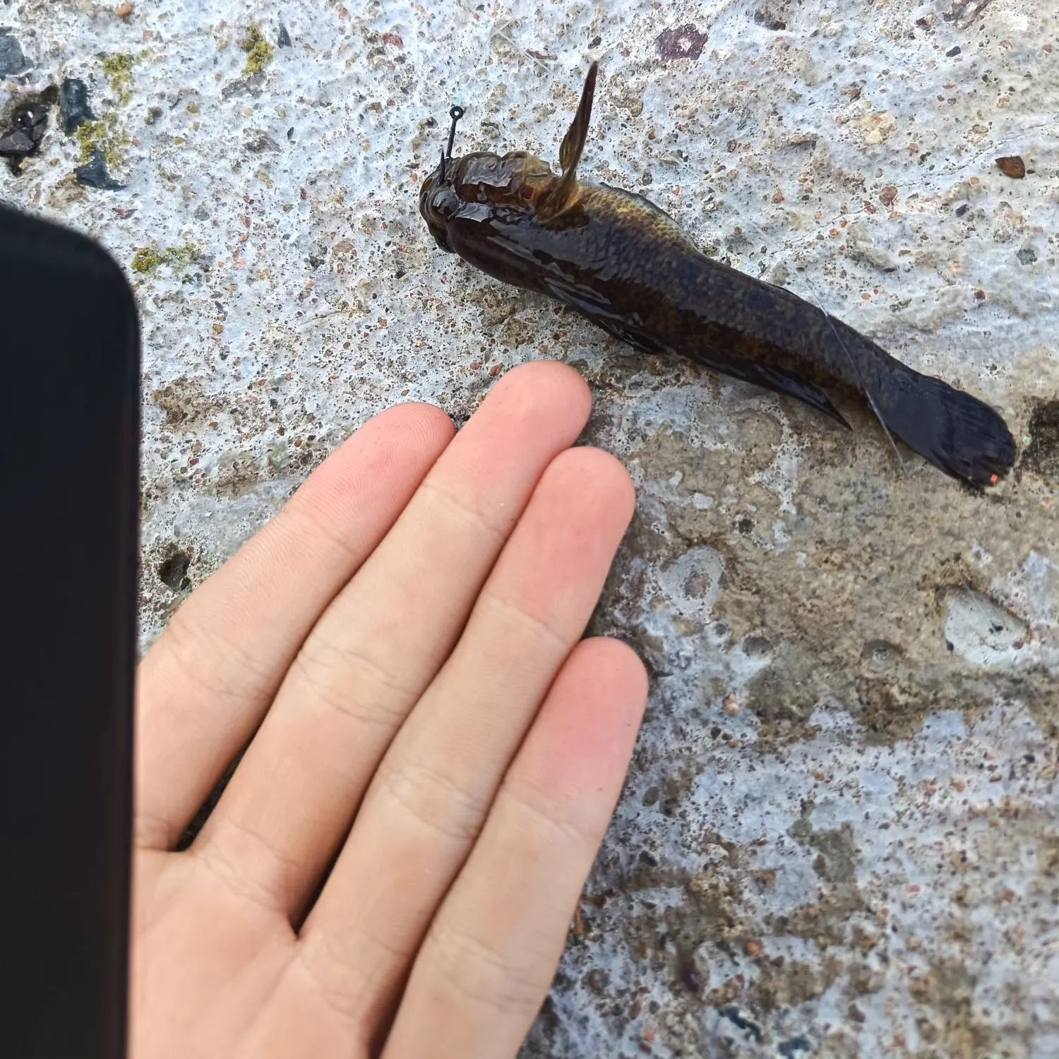 Round goby caught on Fishbrain
