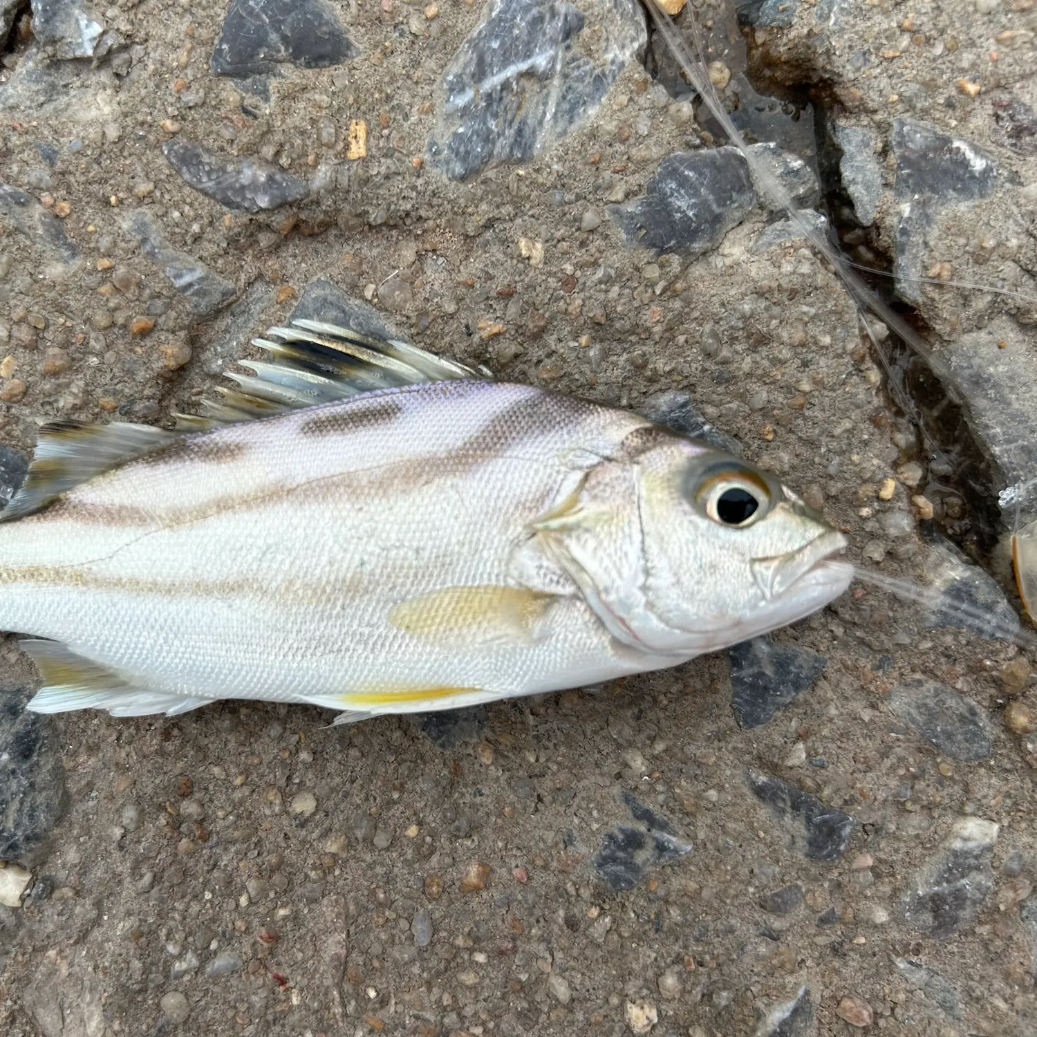 The most recent Jarbua terapon catches on Fishbrain