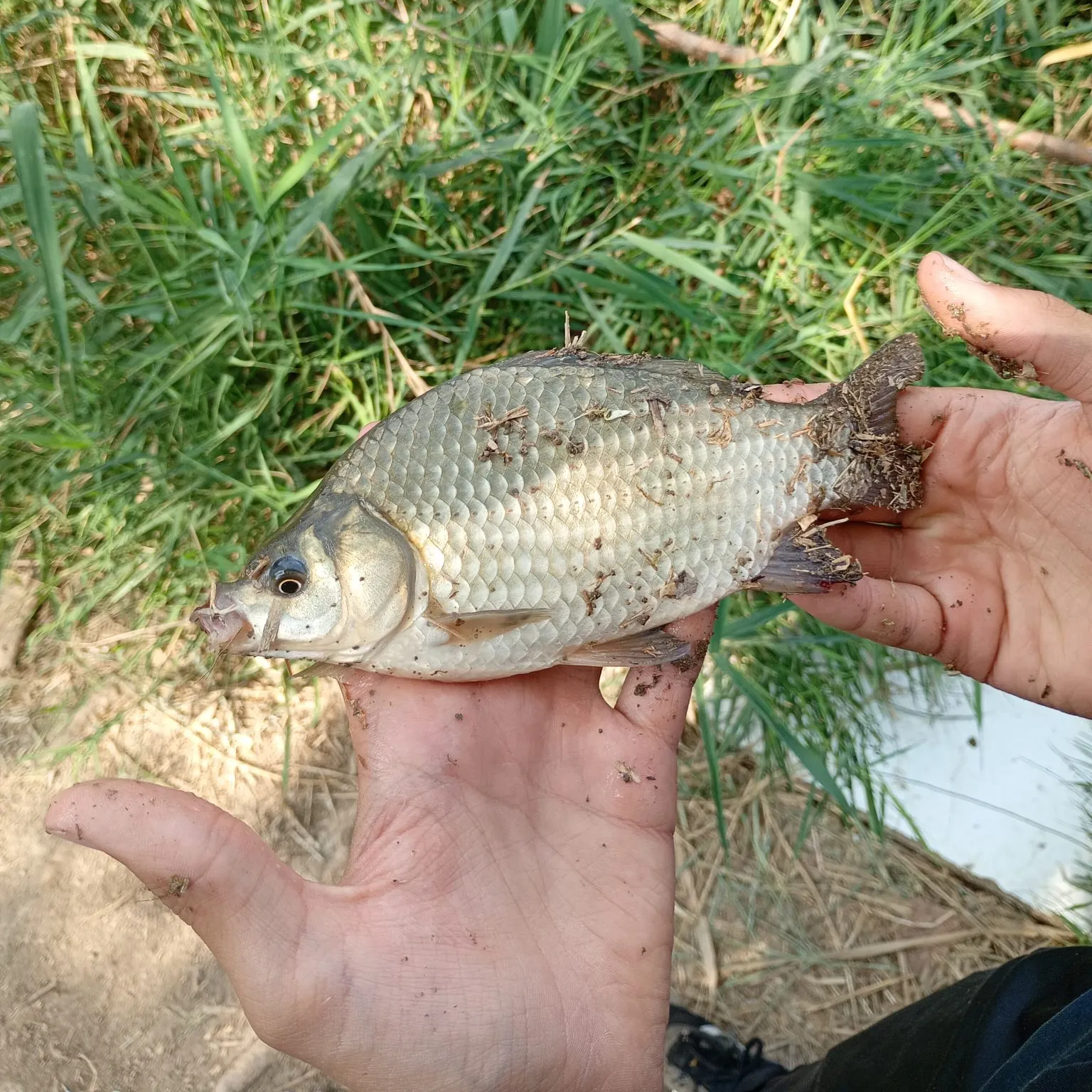 Smallmouth buffalo caught on Fishbrain