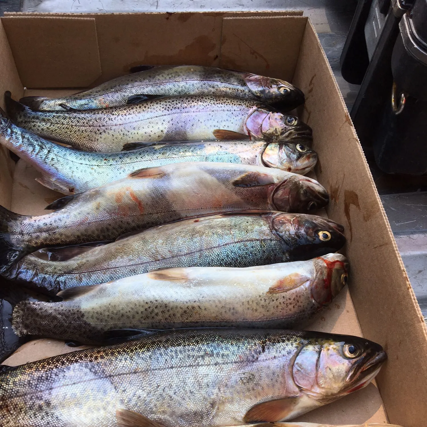 recently logged catches