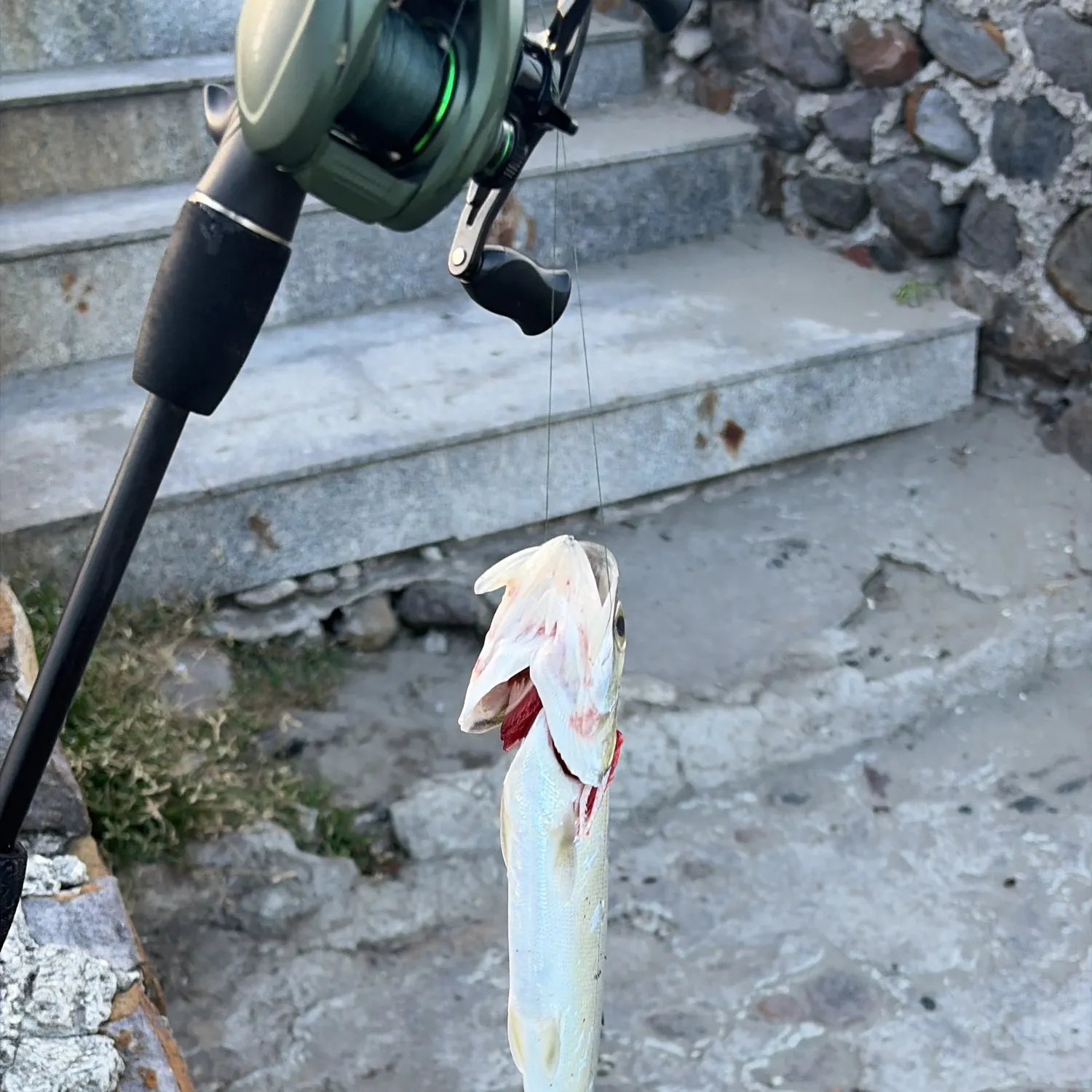 The most recent Ladyfish catches on Fishbrain
