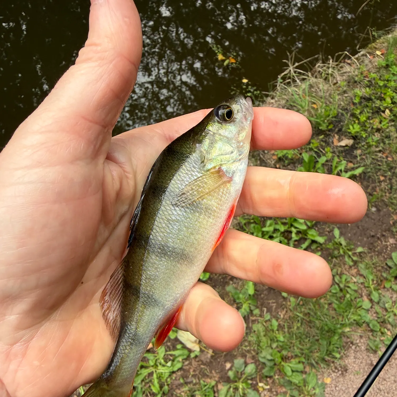 European perch caught on Fishbrain