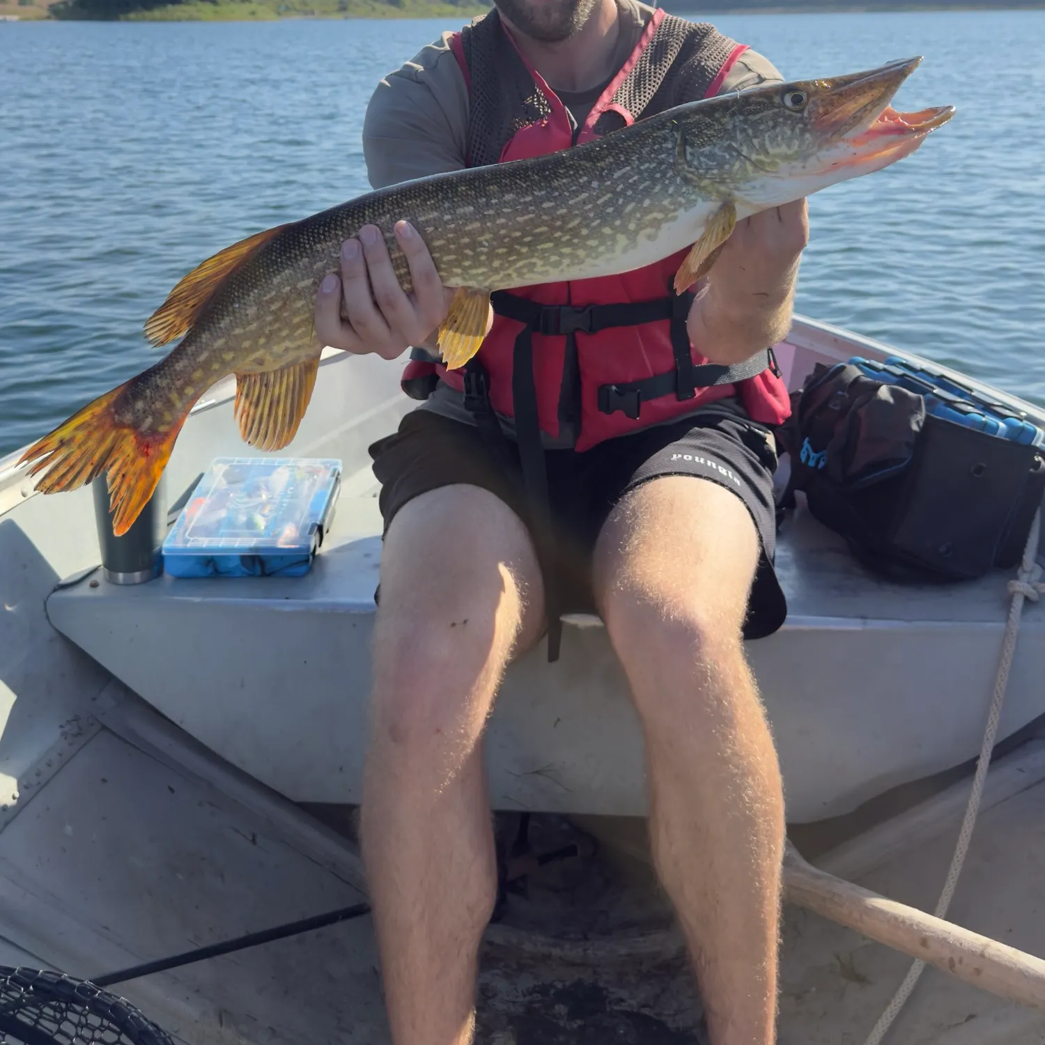 Northern pike caught on Fishbrain