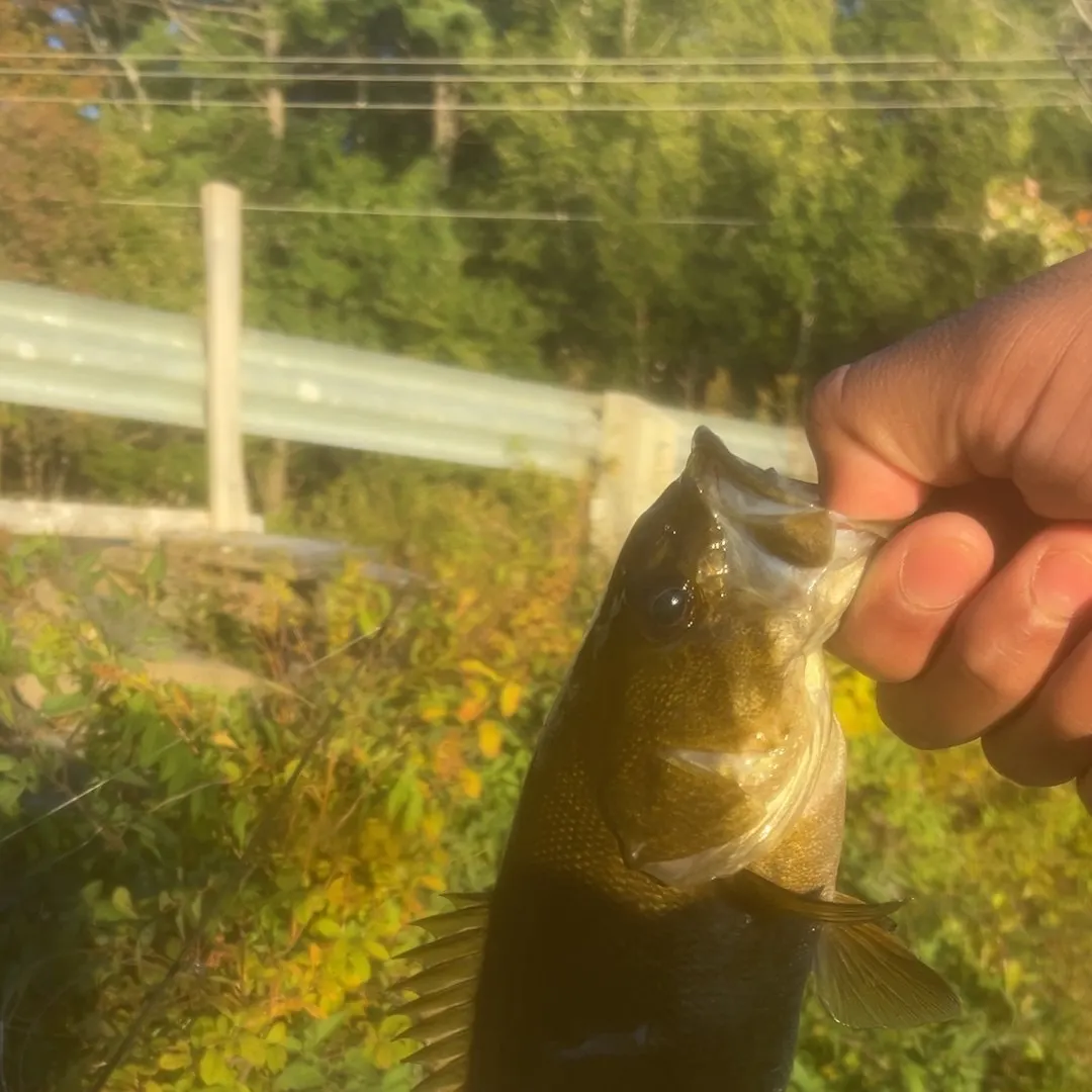 Smallmouth bass caught on Fishbrain