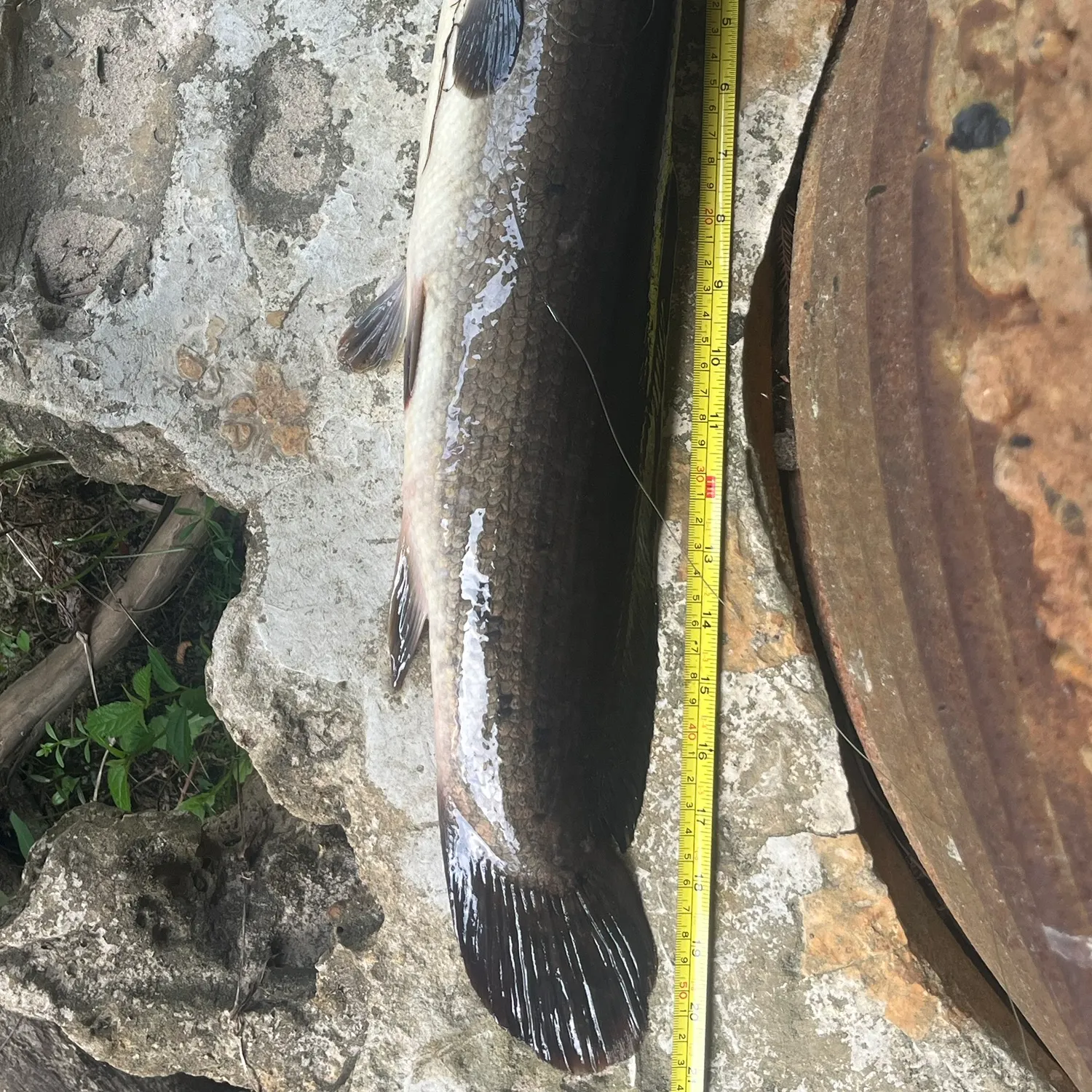 Ruddy bowfin caught on Fishbrain