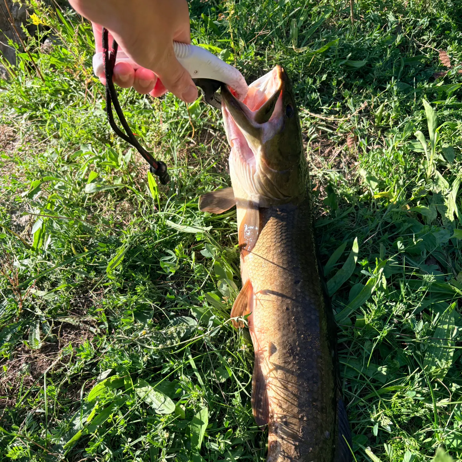 Eyetail bowfin caught on Fishbrain