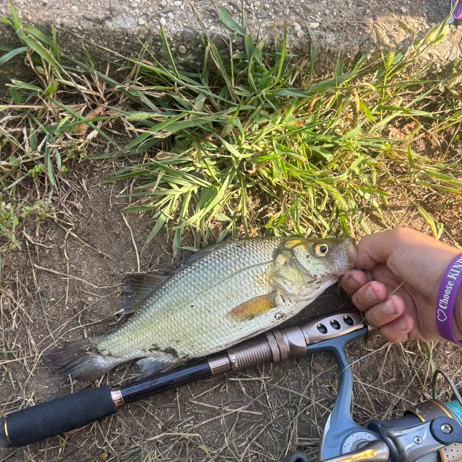 White perch caught on Fishbrain