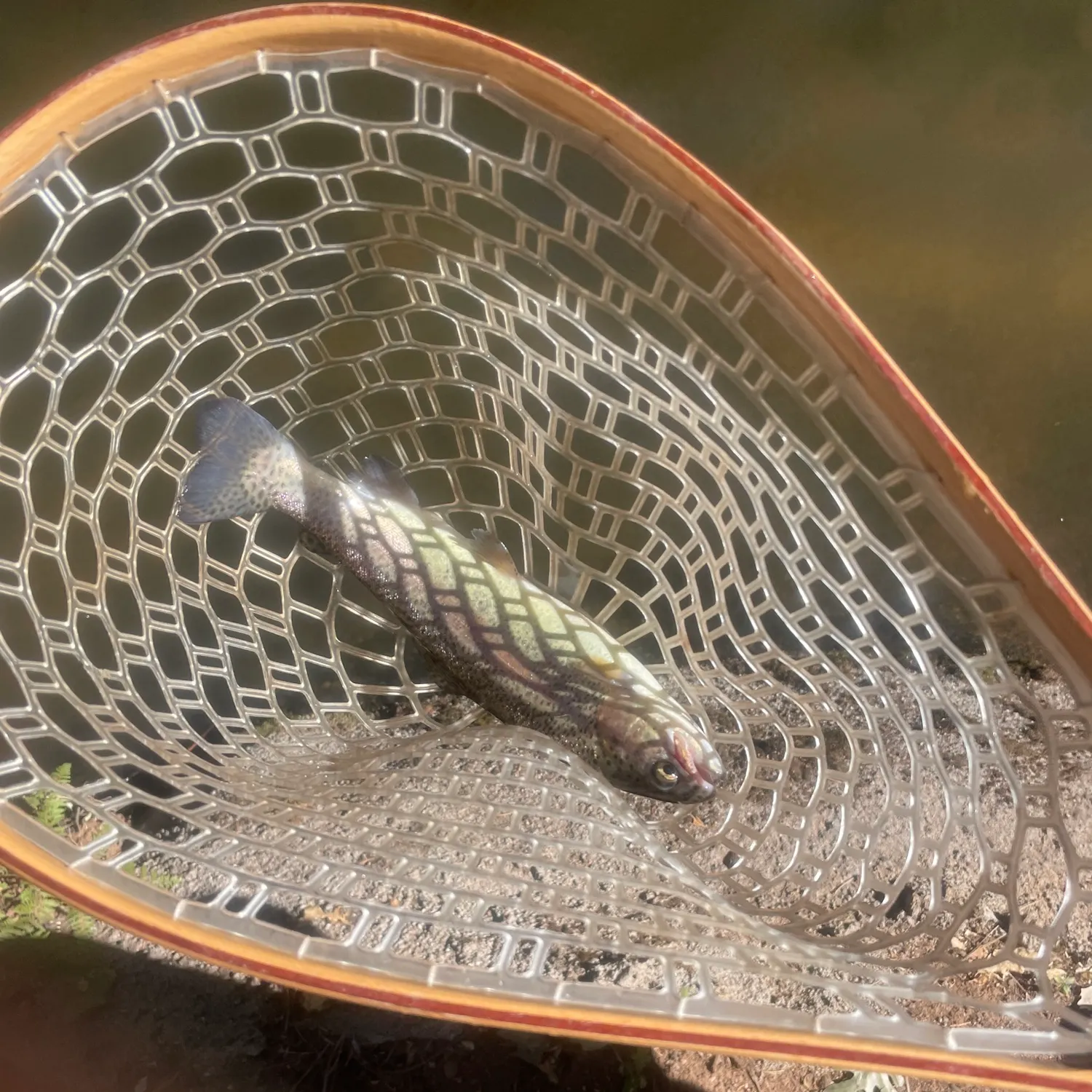 Rainbow trout caught on Fishbrain