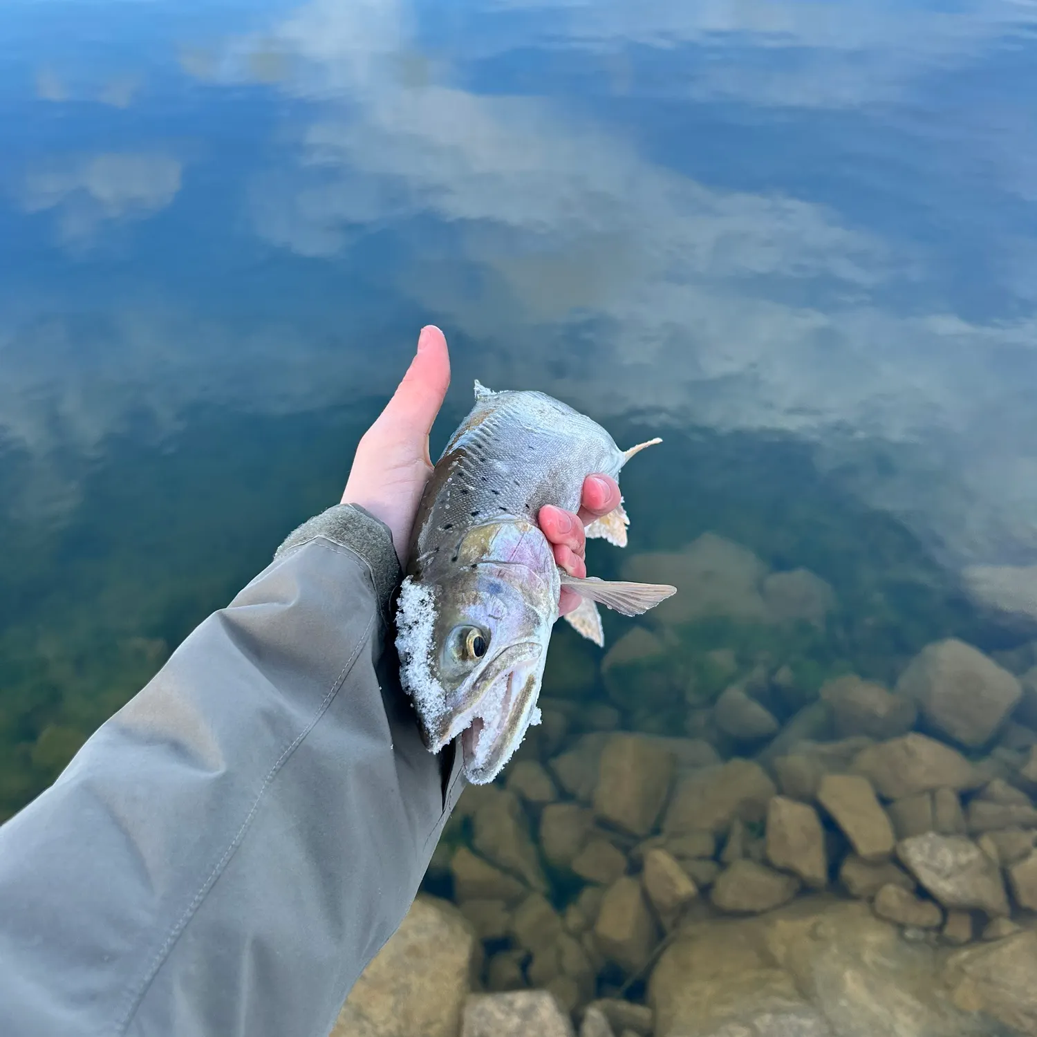 The most recent Brook trout catches on Fishbrain