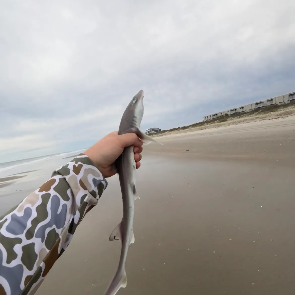 The most recent Common thresher catches on Fishbrain