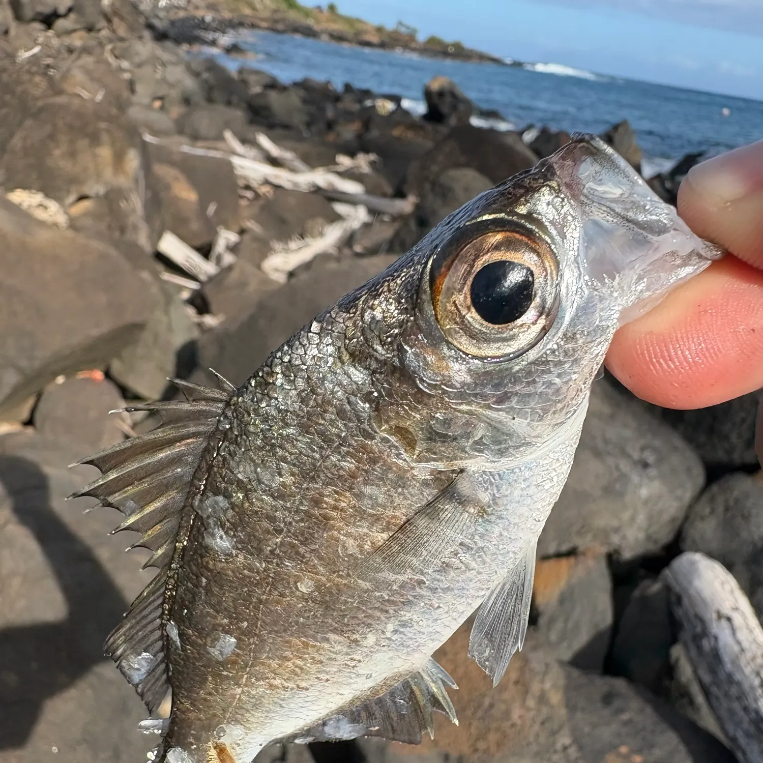 The most recent Reticulated flagtail catches on Fishbrain