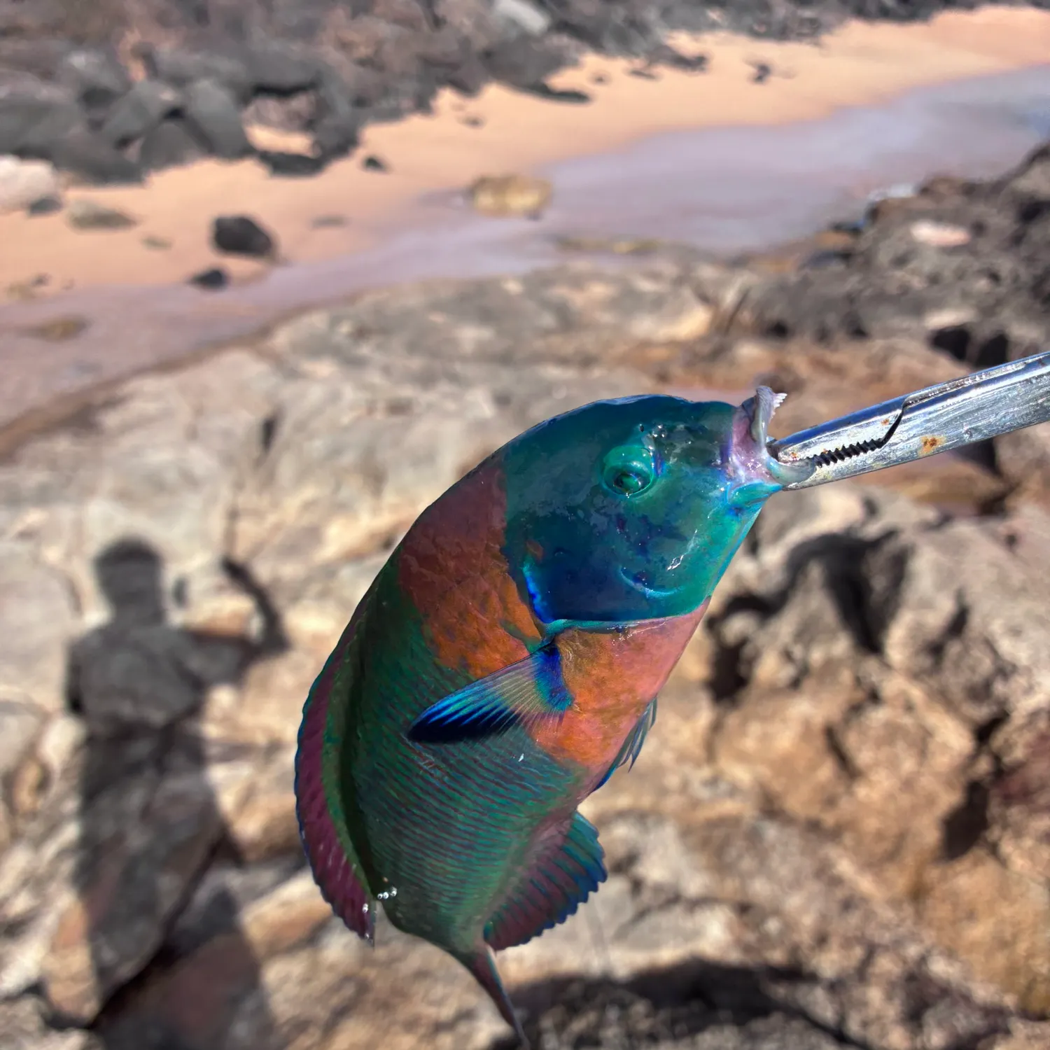The most recent Saddle wrasse catches on Fishbrain