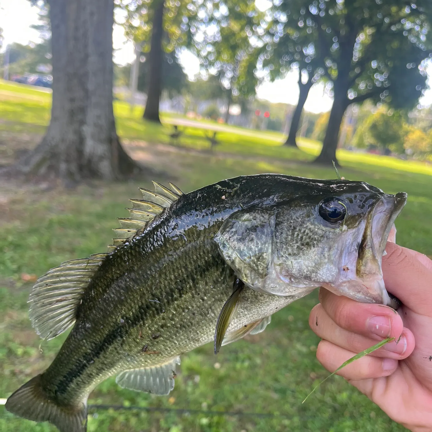 Fish caught on Fishbrain