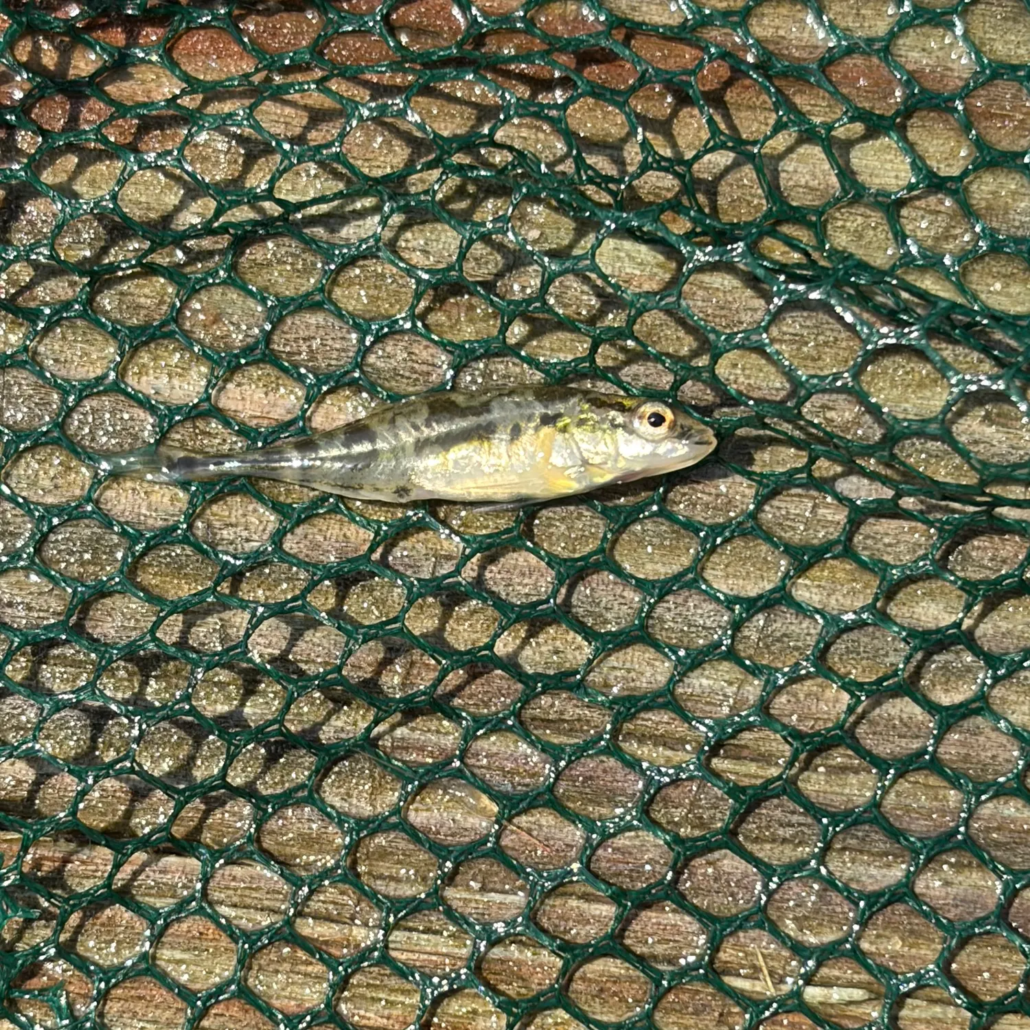 The most recent Fourspine stickleback catches on Fishbrain