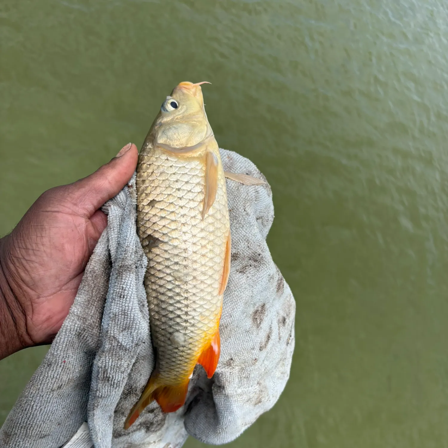Common carp caught on Fishbrain