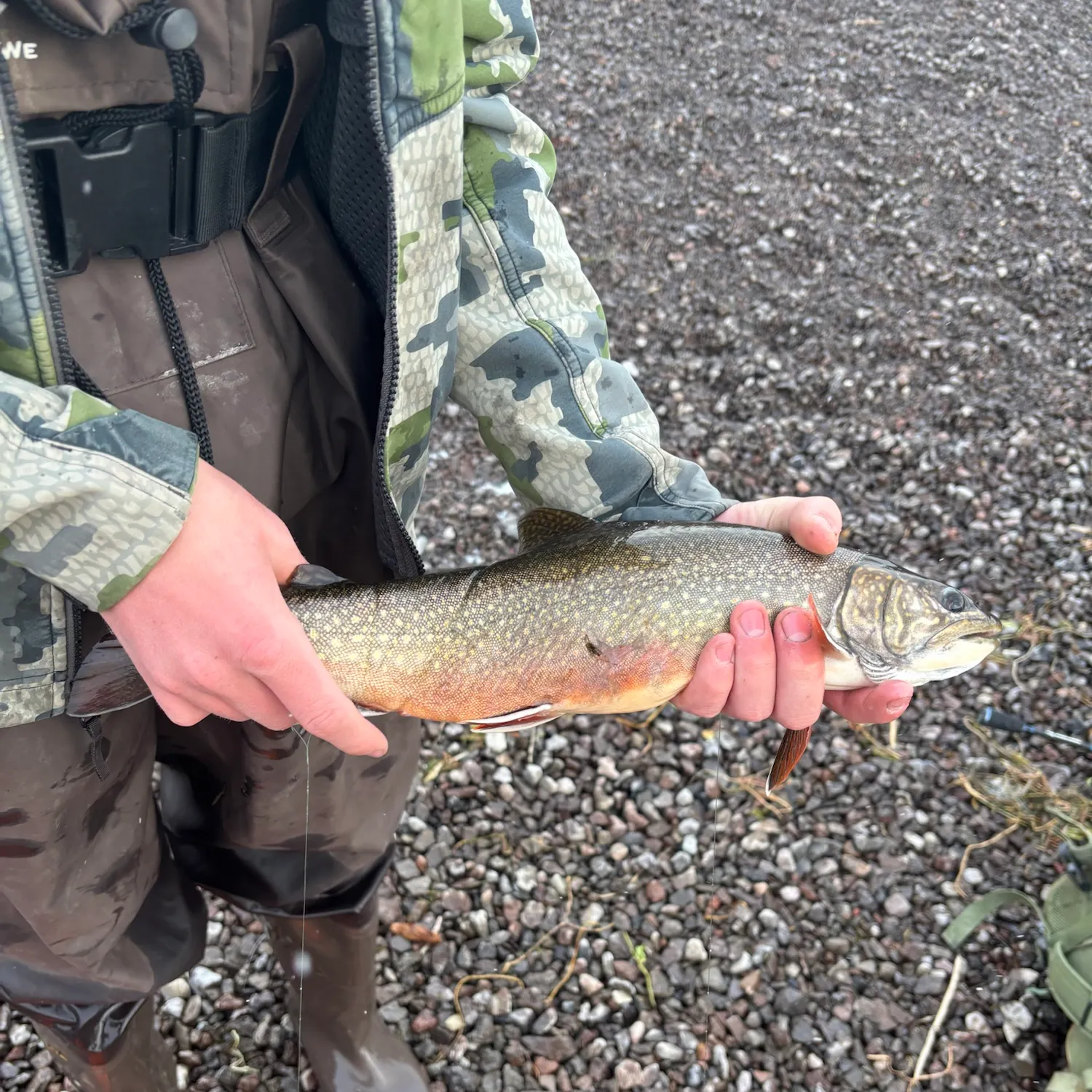 Splake caught on Fishbrain