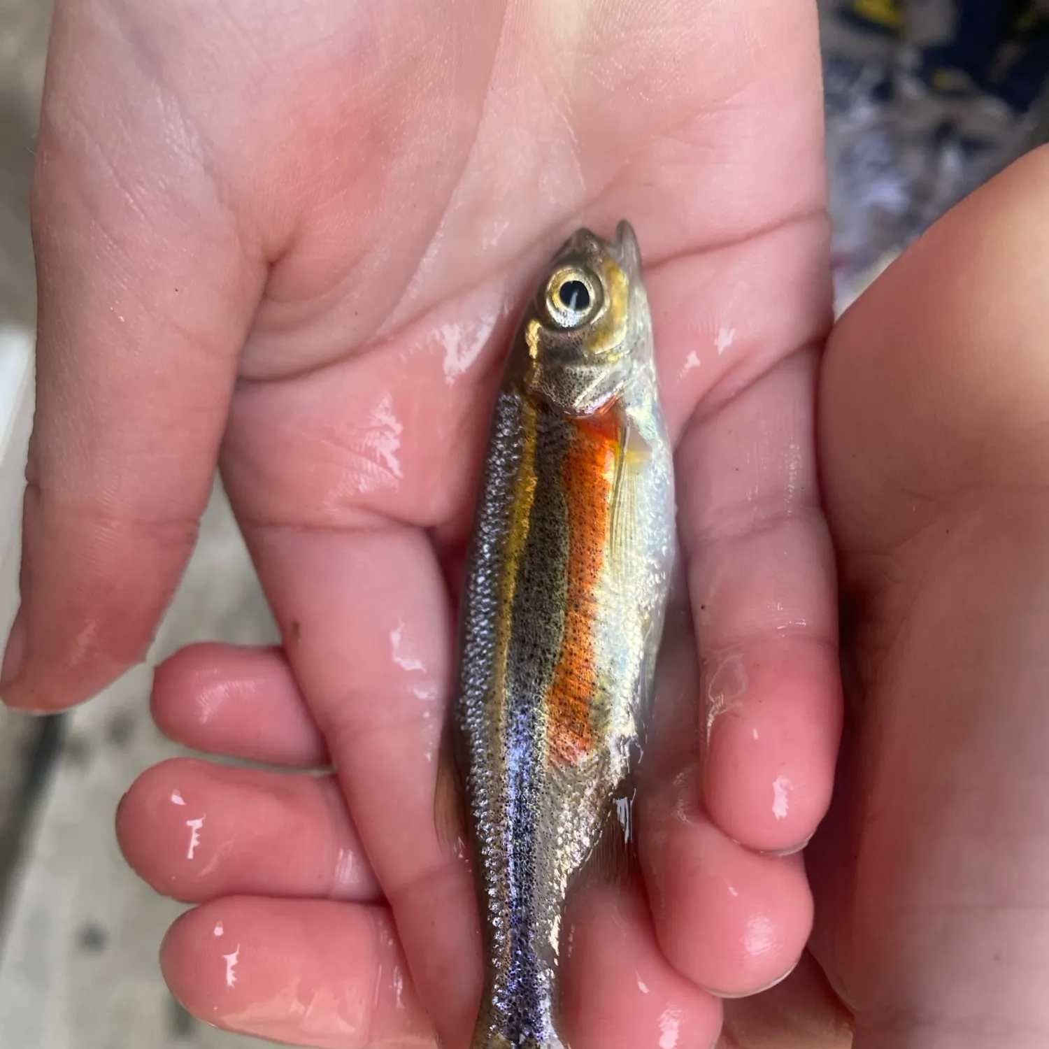 The most recent Northern redbelly dace catches on Fishbrain
