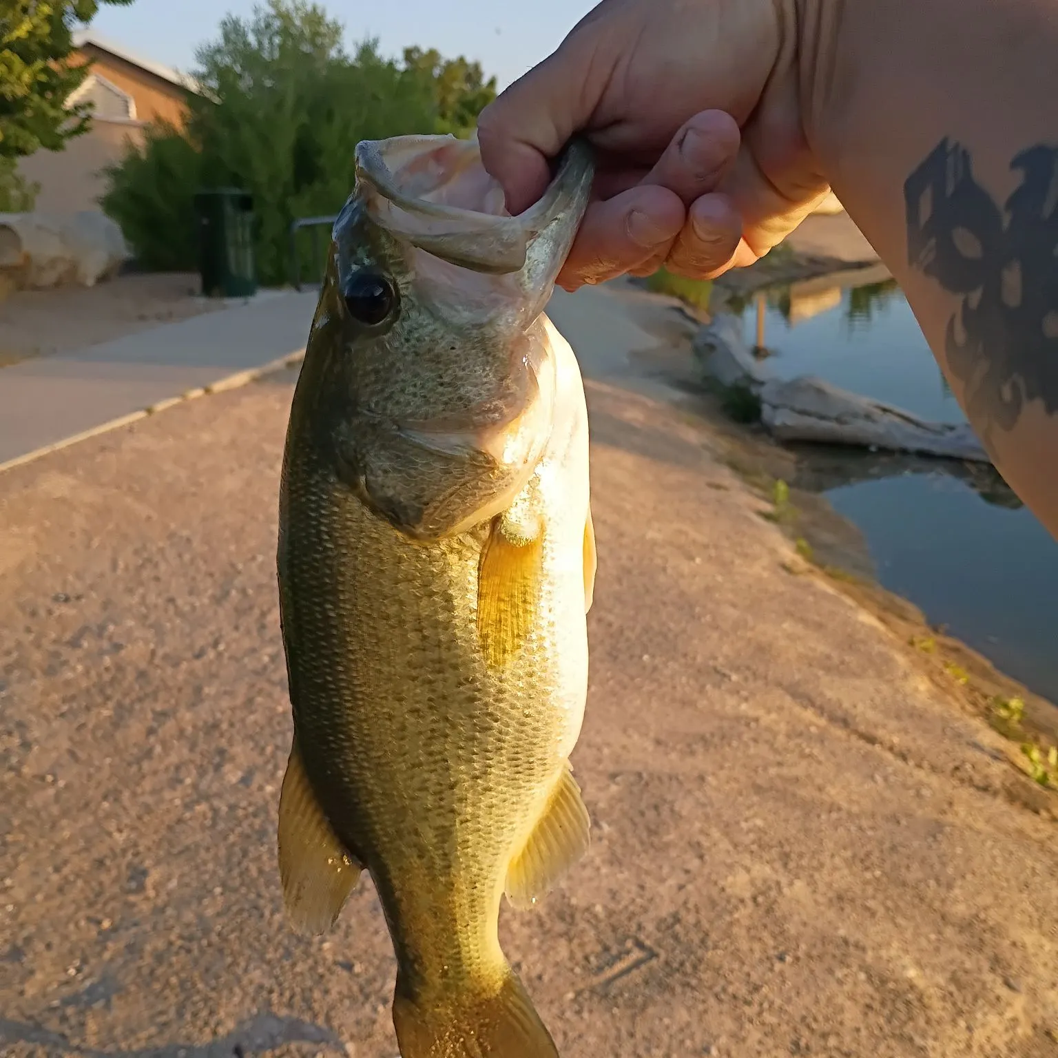 catch