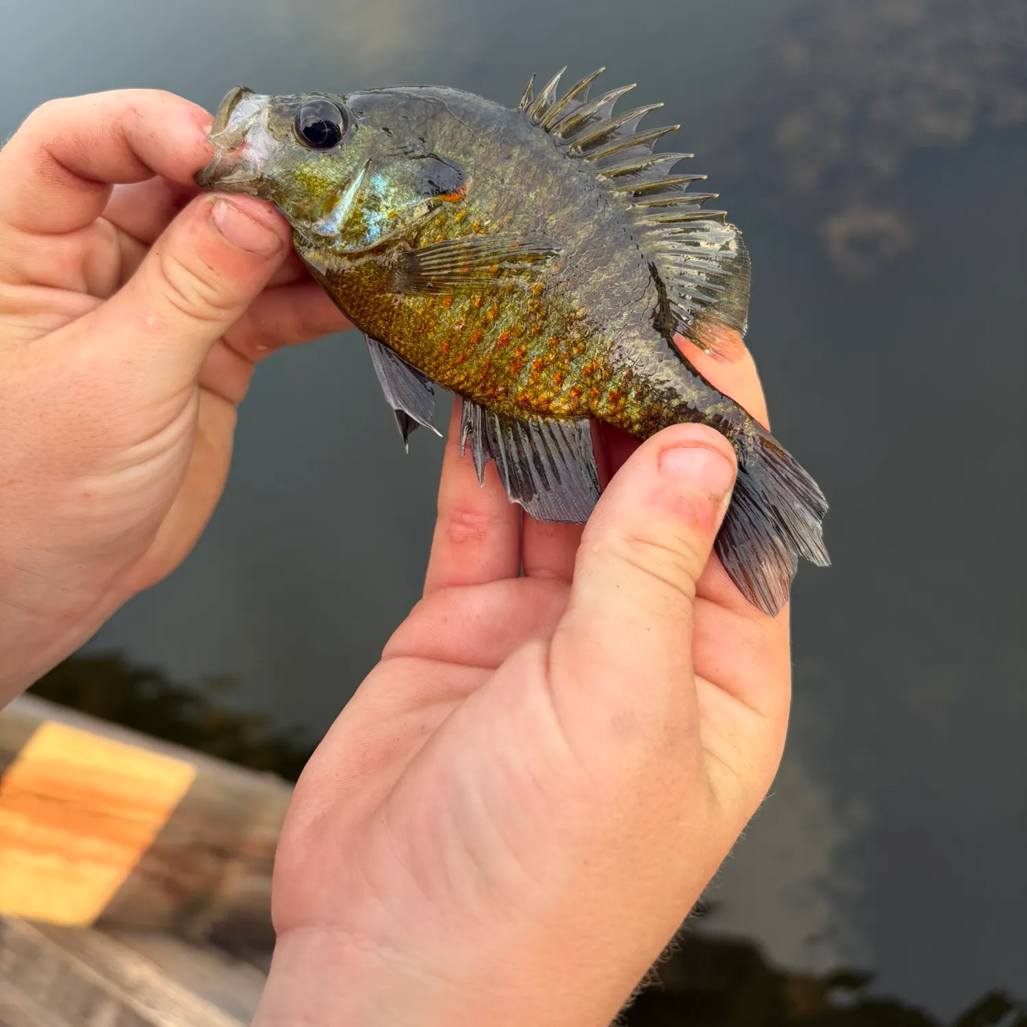 Redspotted sunfish caught on Fishbrain
