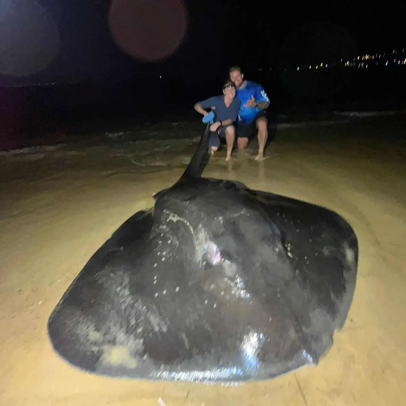 The most recent Short-tail stingray catches on Fishbrain