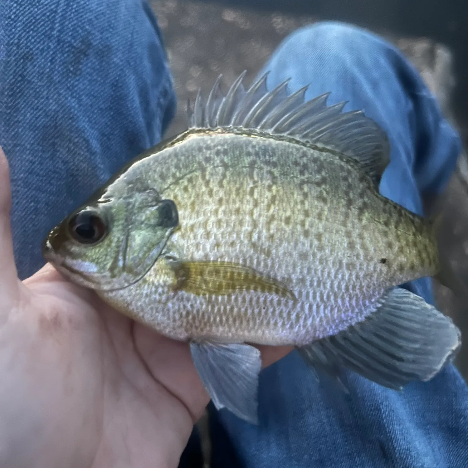 The most recent Bluegill catches on Fishbrain