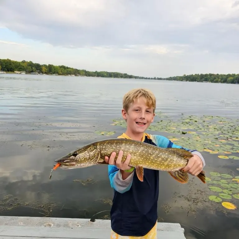 Northern pike caught on Fishbrain
