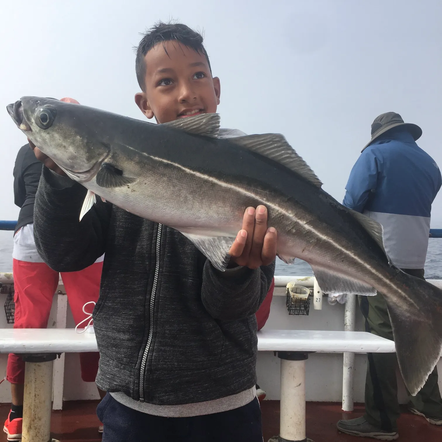 The most recent Atlantic pollock catches on Fishbrain