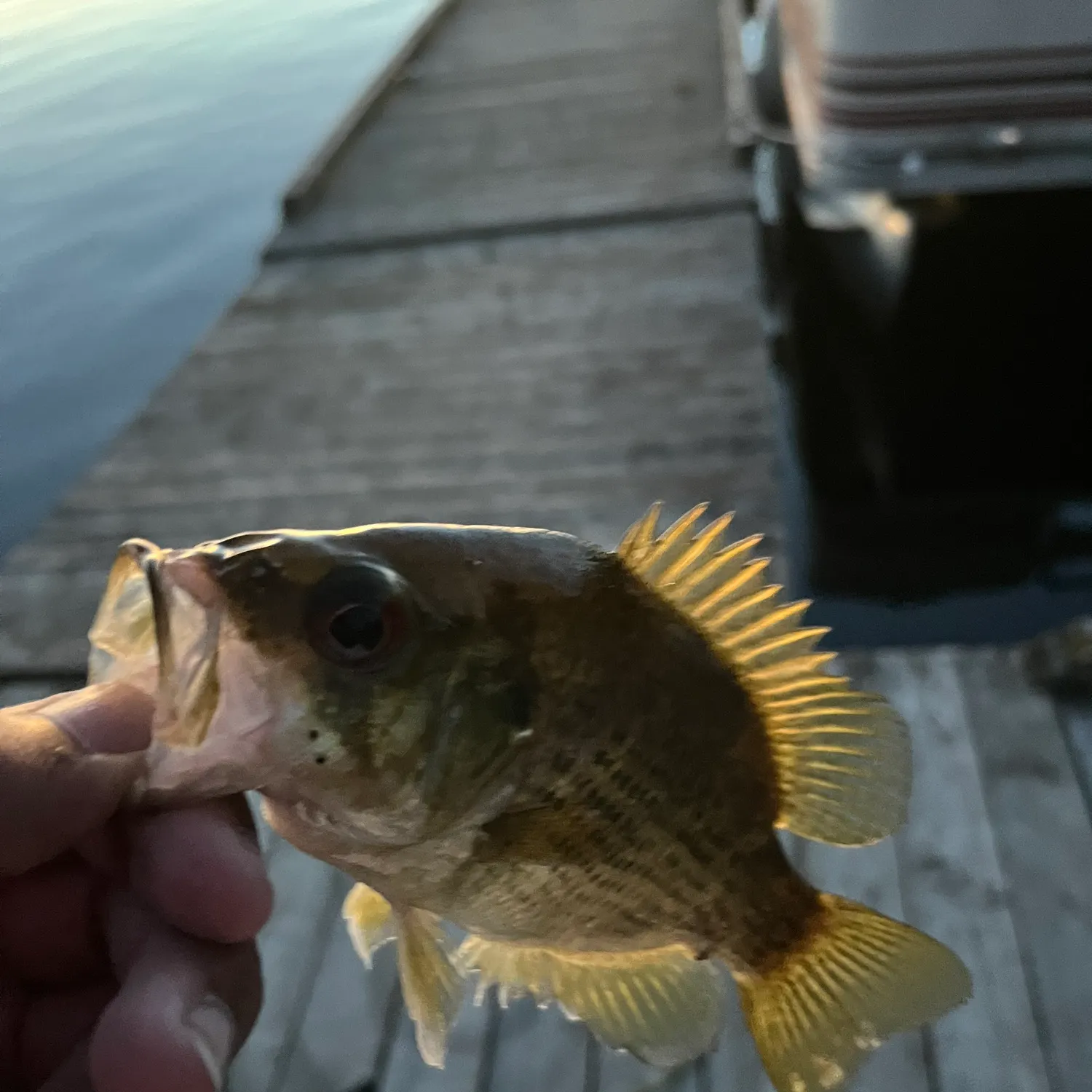 Rock bass caught on Fishbrain