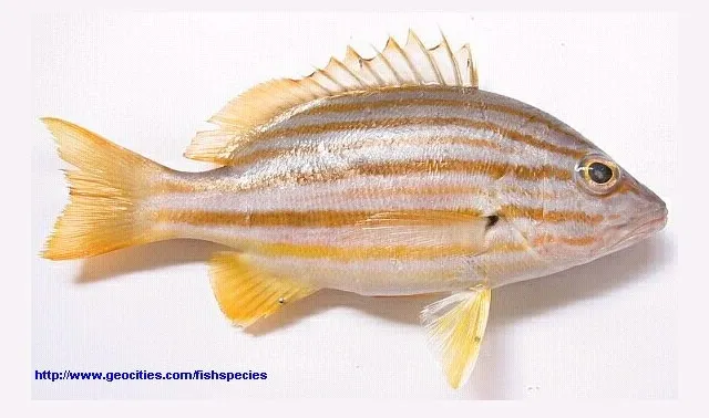 Spanish flag snapper