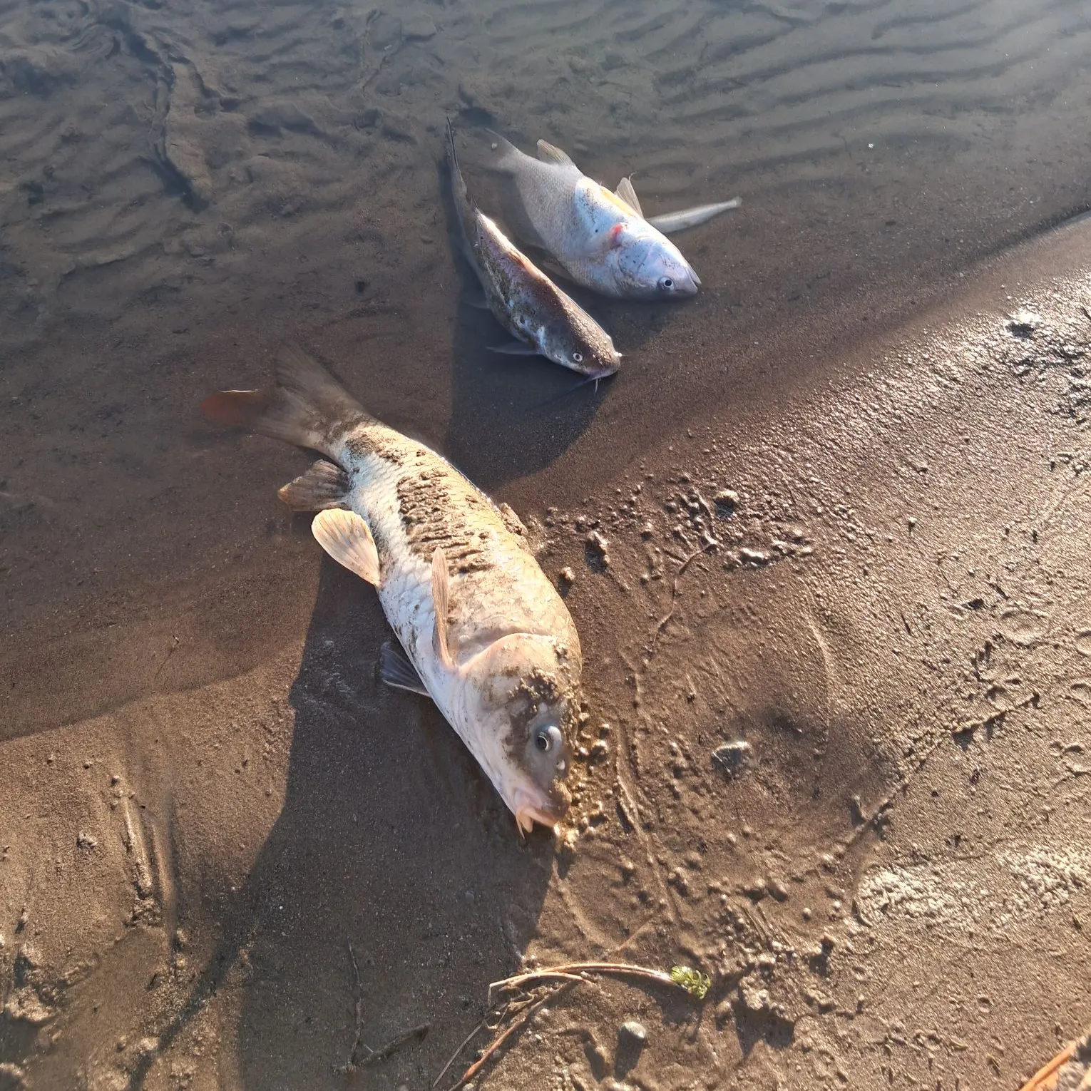 Fish caught on Fishbrain