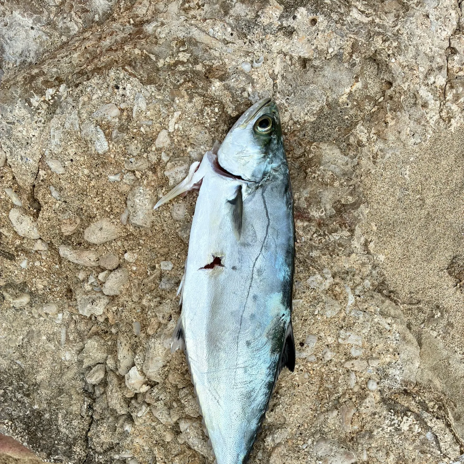 The most recent Talang queenfish catches on Fishbrain