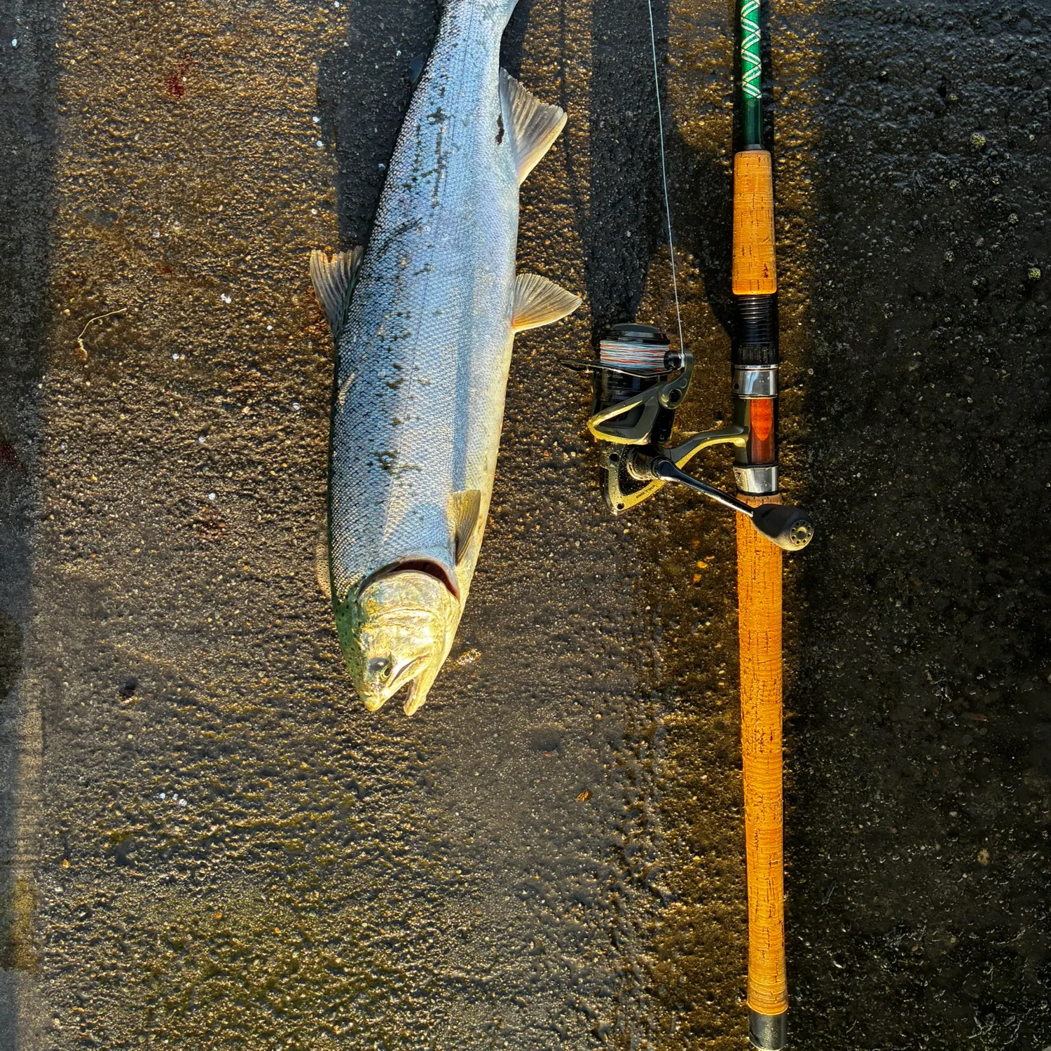 Coho salmon caught on Fishbrain