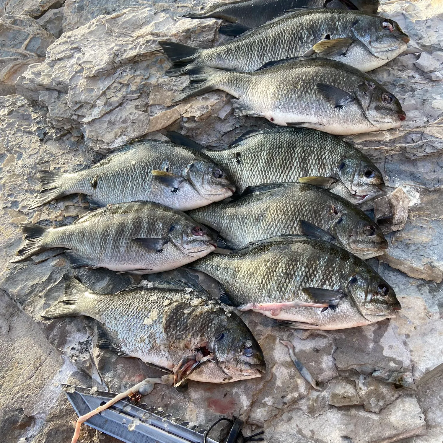 recently logged catches