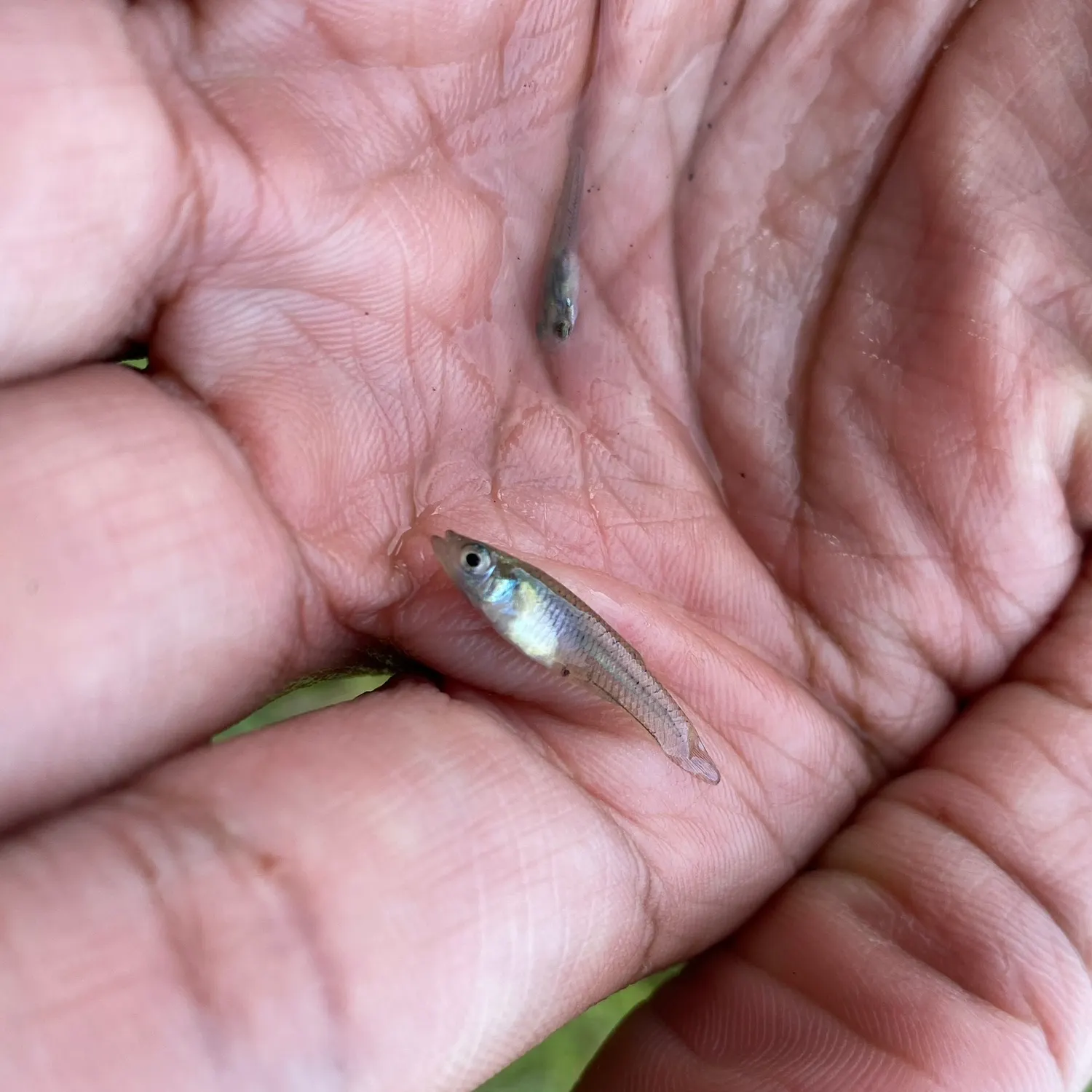 The most recent Eastern mosquitofish catches on Fishbrain