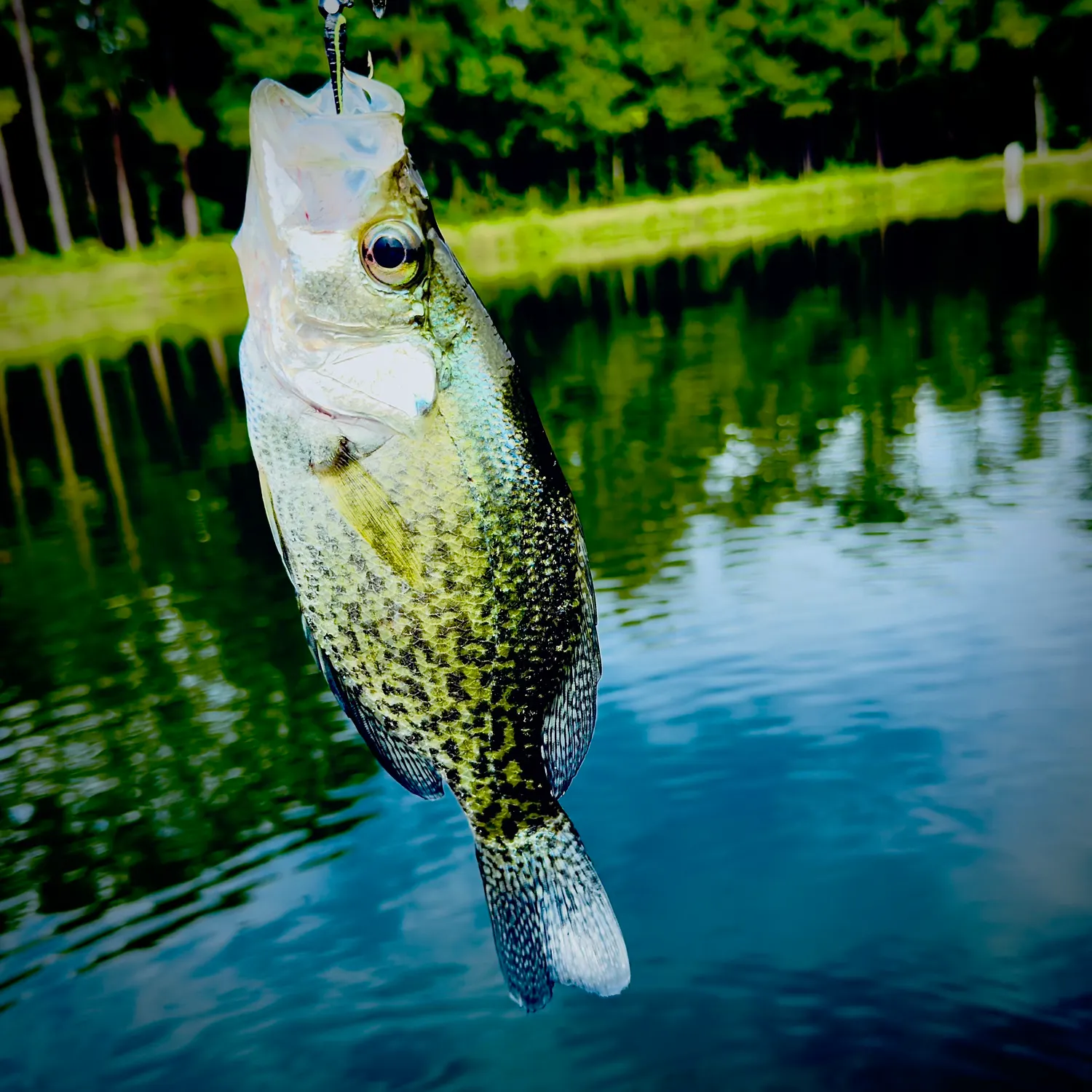 Black crappie caught on Fishbrain