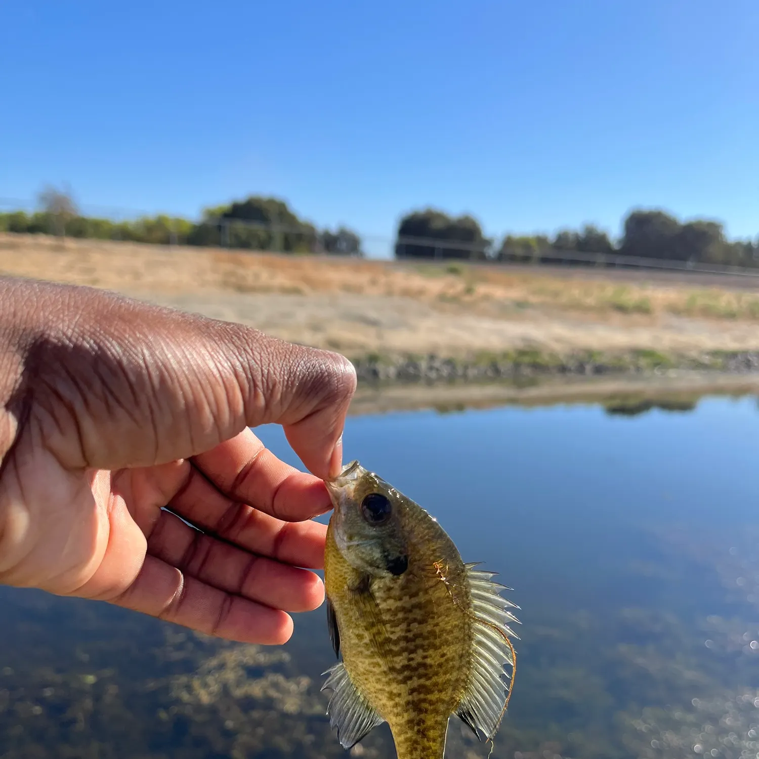 Bluegill caught on Fishbrain