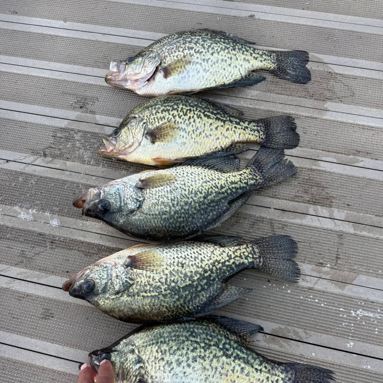 recently logged catches