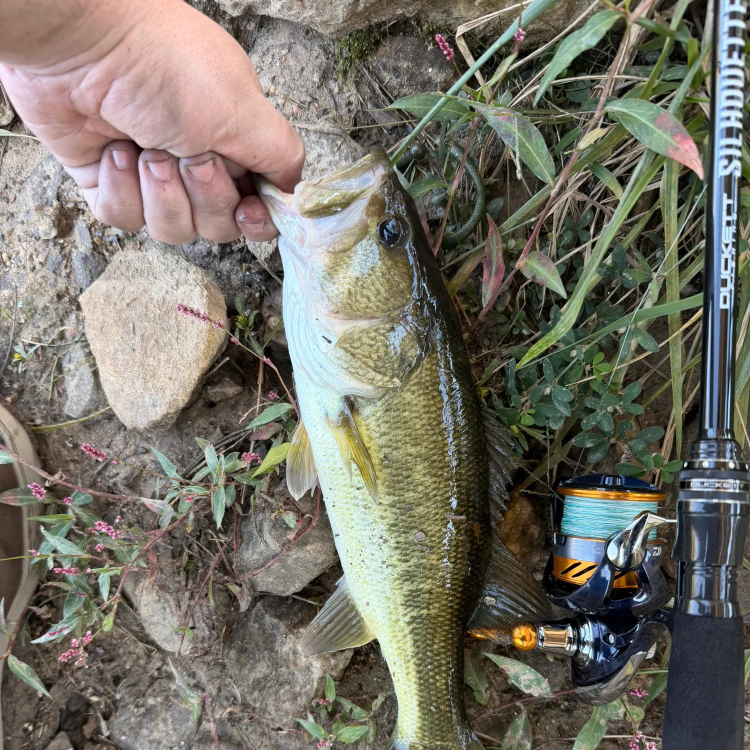 Largemouth bass caught on Fishbrain