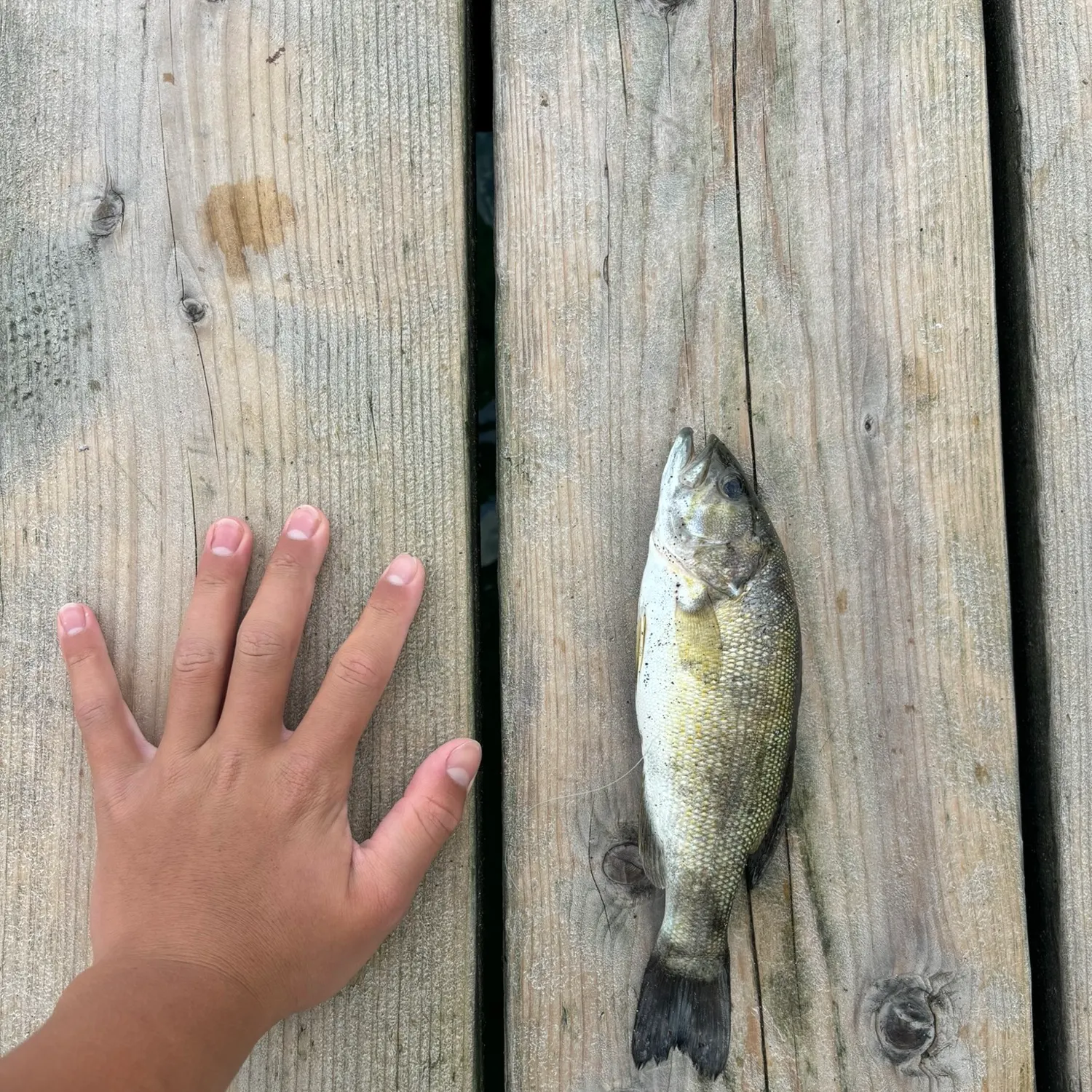angler catch