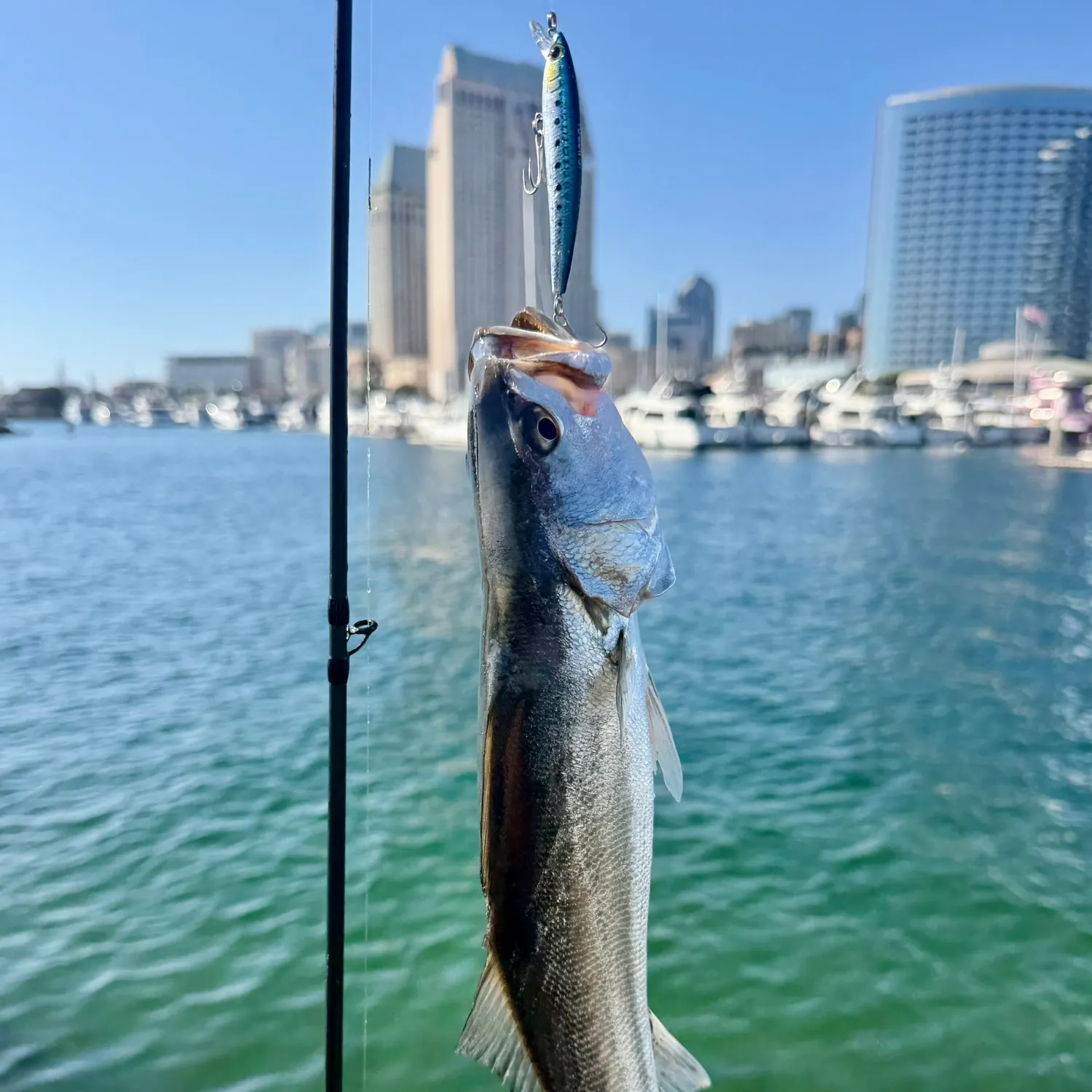 The most recent Shortfin corvina catches on Fishbrain