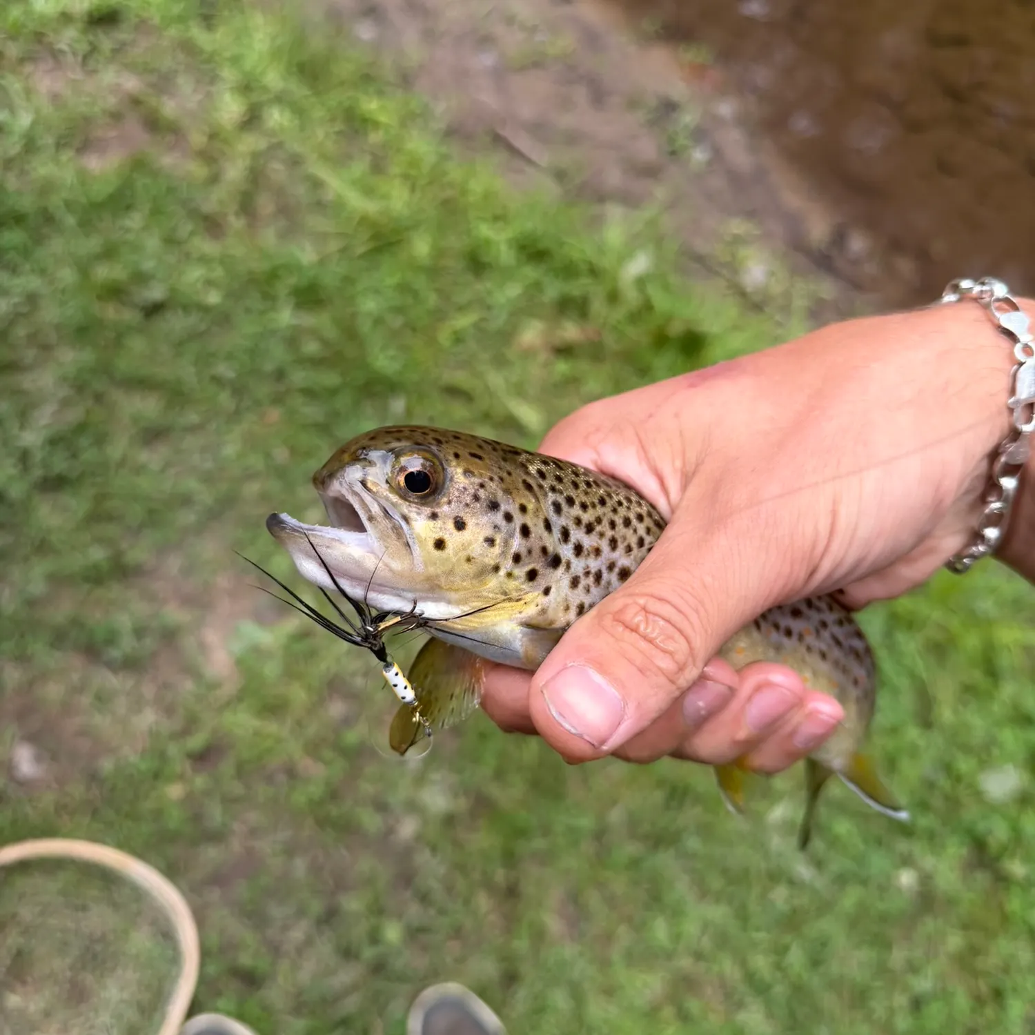 Brown trout caught on Fishbrain