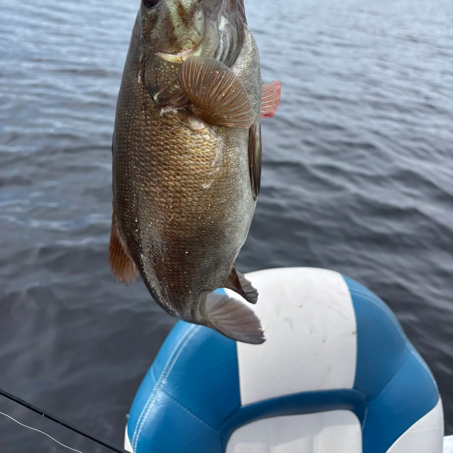 Smallmouth bass caught on Fishbrain