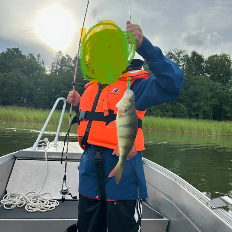 European perch caught on Fishbrain