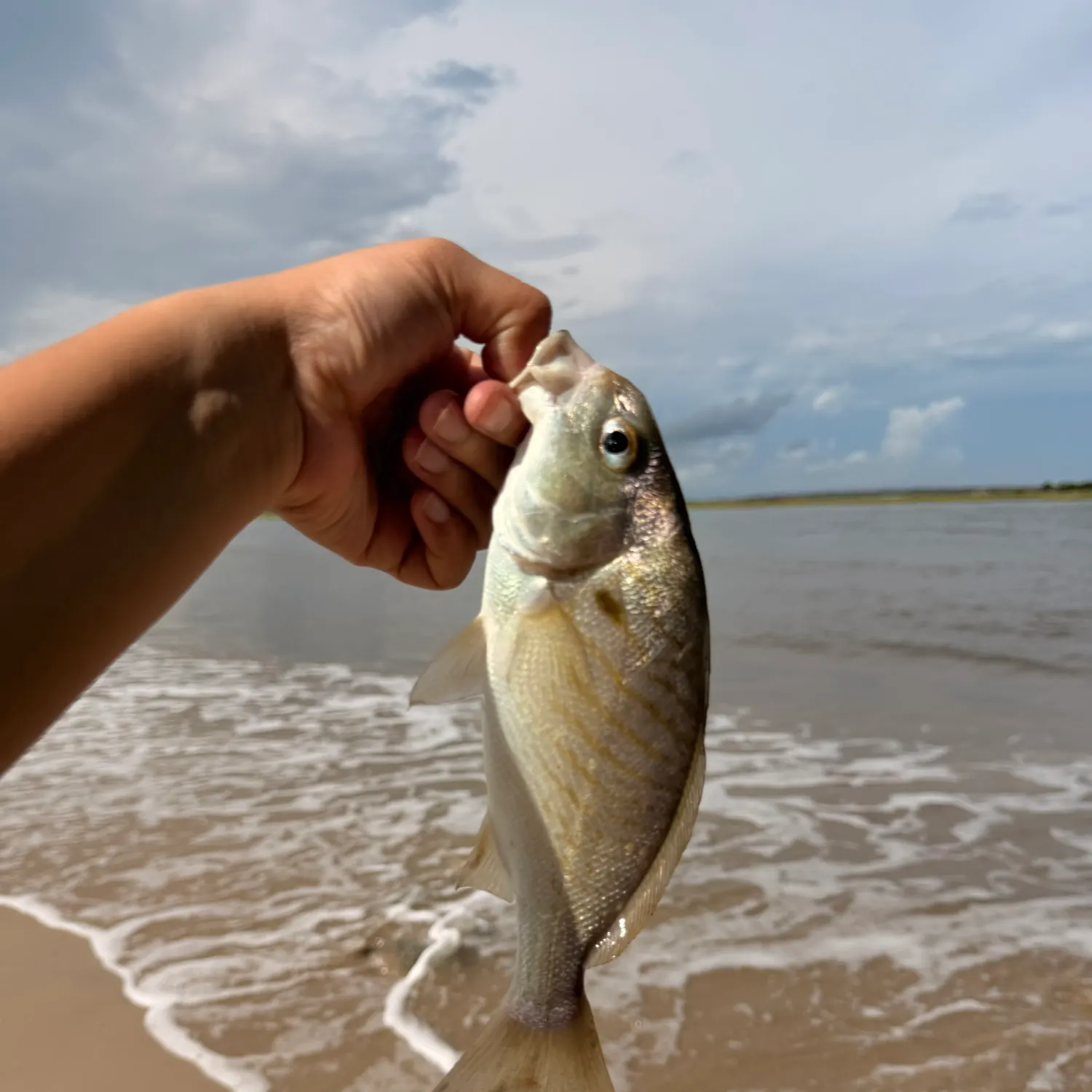 Fish caught on Fishbrain